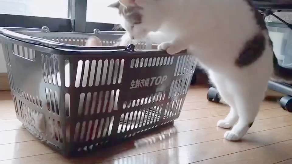 のインスタグラム：「2人で遊んでる🥰❤️ ・ #catsofinstagram #catstagram #cats #もふもふ #もふもふ猫 #姉妹 #sisters #にゃんこ #にゃんすたぐらむ #ねこのいる生活 #🐱 #ねこスタグラム #💋」