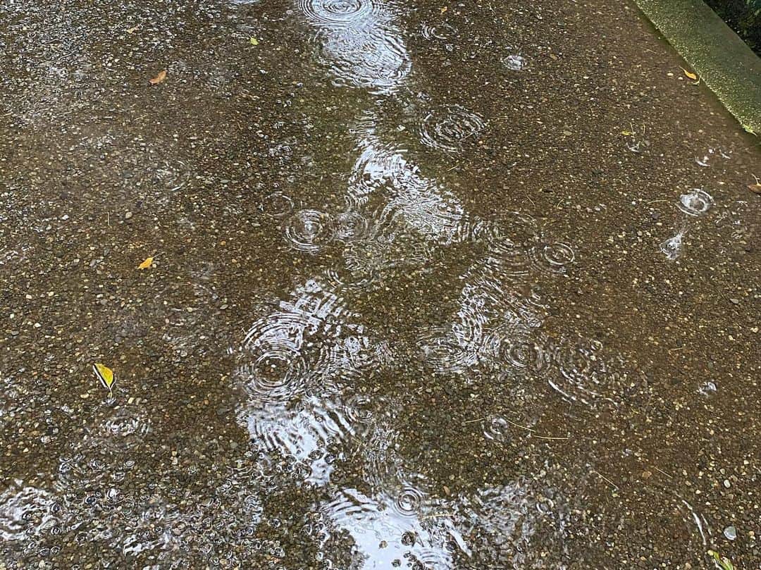 堤信子さんのインスタグラム写真 - (堤信子Instagram)「水溜りの波紋をずうっと見ているのが好き。シナモンロールの渦巻も好き。クルクルに癒されます。#明治神宮  の水溜りと、#イケア  の　#シナモンロール」7月26日 16時33分 - nobnob1111