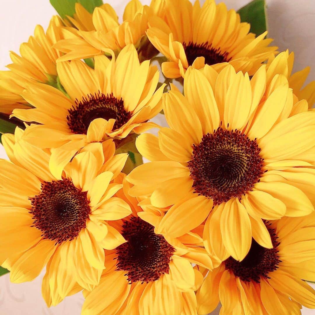 のインスタグラム：「自主的ステイホームを楽しむために今週頭に買った向日葵🌻ずっと綺麗に咲いてくれてます✨ アイビスサマーダッシュはジョーカナチャン🐴ライオンボスに騎乗した鮫島克駿騎手の手綱捌きも素晴らしいかったなぁ💫✨皆さんWIN5もどうでしたか？🤤当たった方いるかなー？🎐👏 . . . #競馬#馬券#WIN5#キャリーオーバー #アイビスサマーダッシュ#ジョーカナチャン#直線1000m#向日葵#ひまわり#🌻#花#花束」