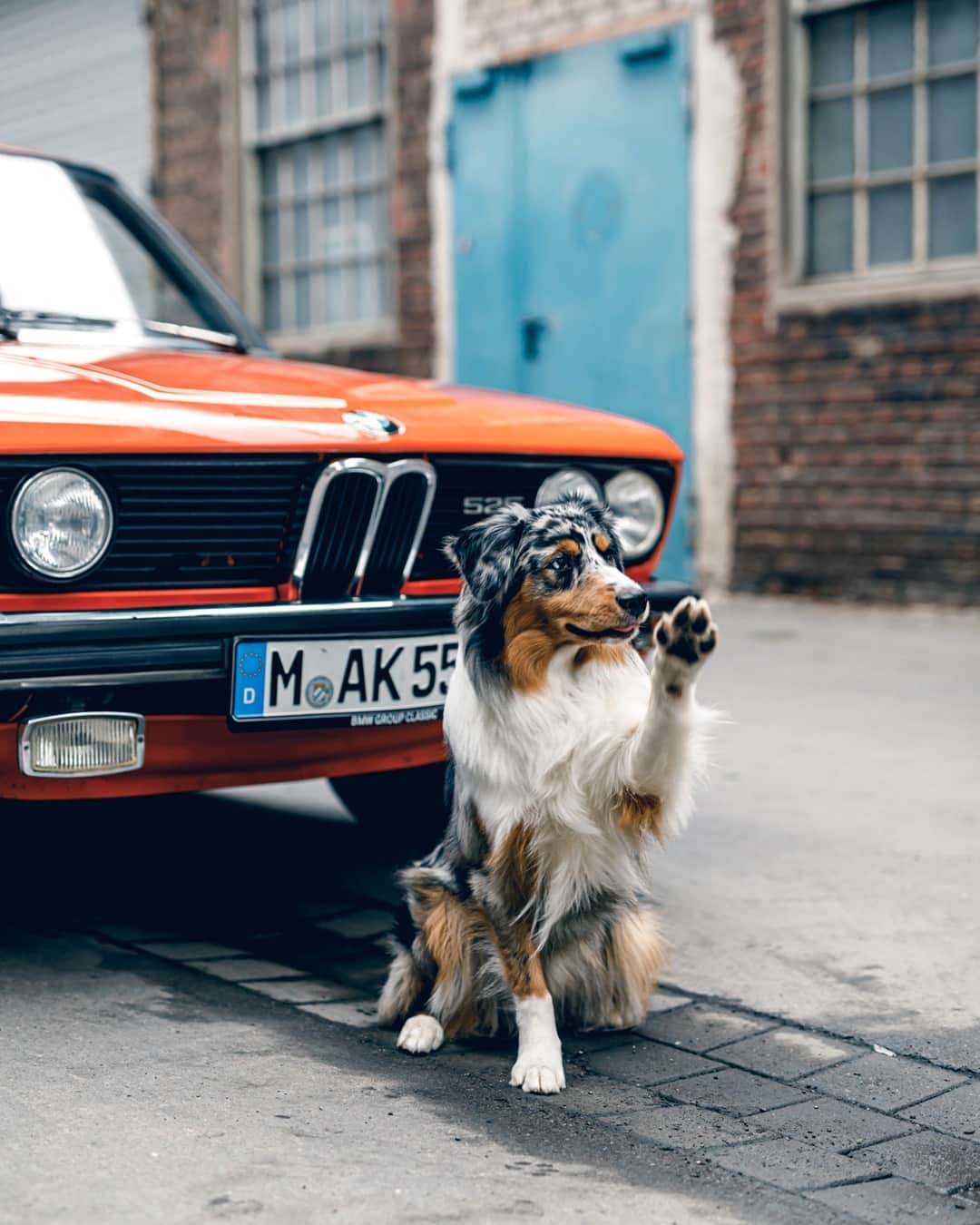 BMWさんのインスタグラム写真 - (BMWInstagram)「Not the best driver, but certainly the best friend. #WinterWithInka #BMWClassic #BMWrepost @kenozache @weltentdecker_elmo @BMWClassic #BMW #joy #freedom #instagood #goodvibes #classic #dog #instadogs」7月26日 17時05分 - bmw