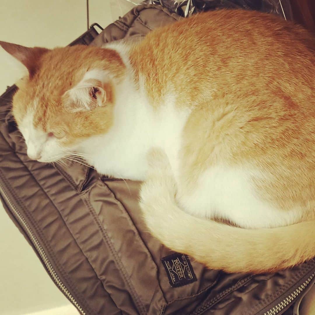 のインスタグラム：「。 毎回いつ来ても僕の鞄はこの子の座布団になります(~_~)(^-^)……帰れない。。(•ө•)♡」