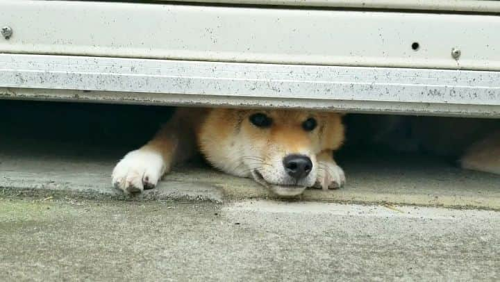 柴犬たま Shibainu Tamaのインスタグラム