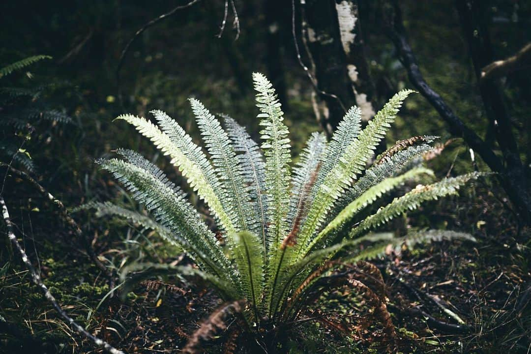 柏倉陽介さんのインスタグラム写真 - (柏倉陽介Instagram)「Stewart Island 📷 #newzealand #nz #mountains #landscape #purenewzealand #explore #hiking #newzealandguide」7月26日 17時16分 - yosuke_kashiwakura