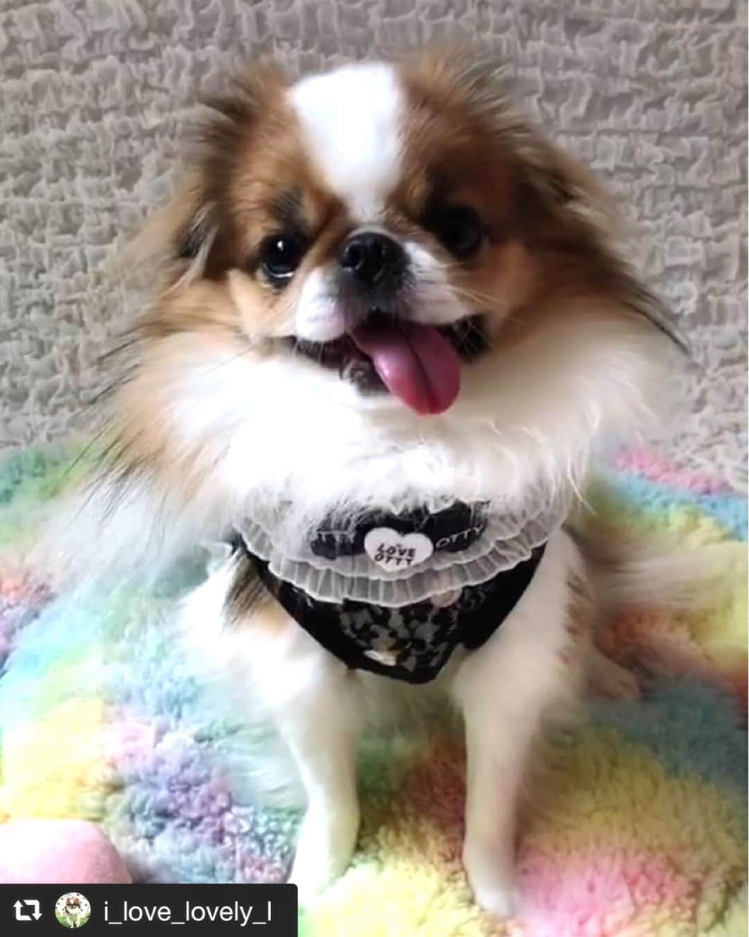 大原かおりさんのインスタグラム写真 - (大原かおりInstagram)「♡♡♡ 🐶チンのエルちゃん🐶　@i_love_lovely_l #Otty商品 ❤︎ レースドットメッシュタンク ❤︎マカロンベッド☆アゴ乗せ枕付き ❤︎フリルチョーカー ❤︎LOVE OTTY バレッタ ☺︎ エルちゃん、ぴょんぴょんしながらクルリと回って楽しそう❣️ てへぺろショットありがとねっ😋🐶✨ #Ottyの夏 #チン #エルちゃん #オッティ #Dogwear #メッシュタンク #マカロンベッド #フリルチョーカー #バレッタ #モノトーンコーデ #てへぺろ #👅 ♔∴∵∴∴∵∴♔∴∵∴♔∴∵∴♔∴∵∴♔∴∵∴♔∴∵∴♔∴∵∴♔∴∵∴♔∴∵∴♔  repost @i_love_lovely_l @cuun_official 様のおウチでなりきりファッションショーに参加❤️ 投稿タイトル　激カワ天使 愛犬名　エル 犬種　狆 着用ブランド　otty  #オンラインドッグファッションショー  #オンラインドッグファッションショー2020  @oharagaori_otty #otty #ottydog #cuun #茶狆 #狆 #japanesechin #可愛い #犬スタグラム」7月26日 17時30分 - oharagaori_otty