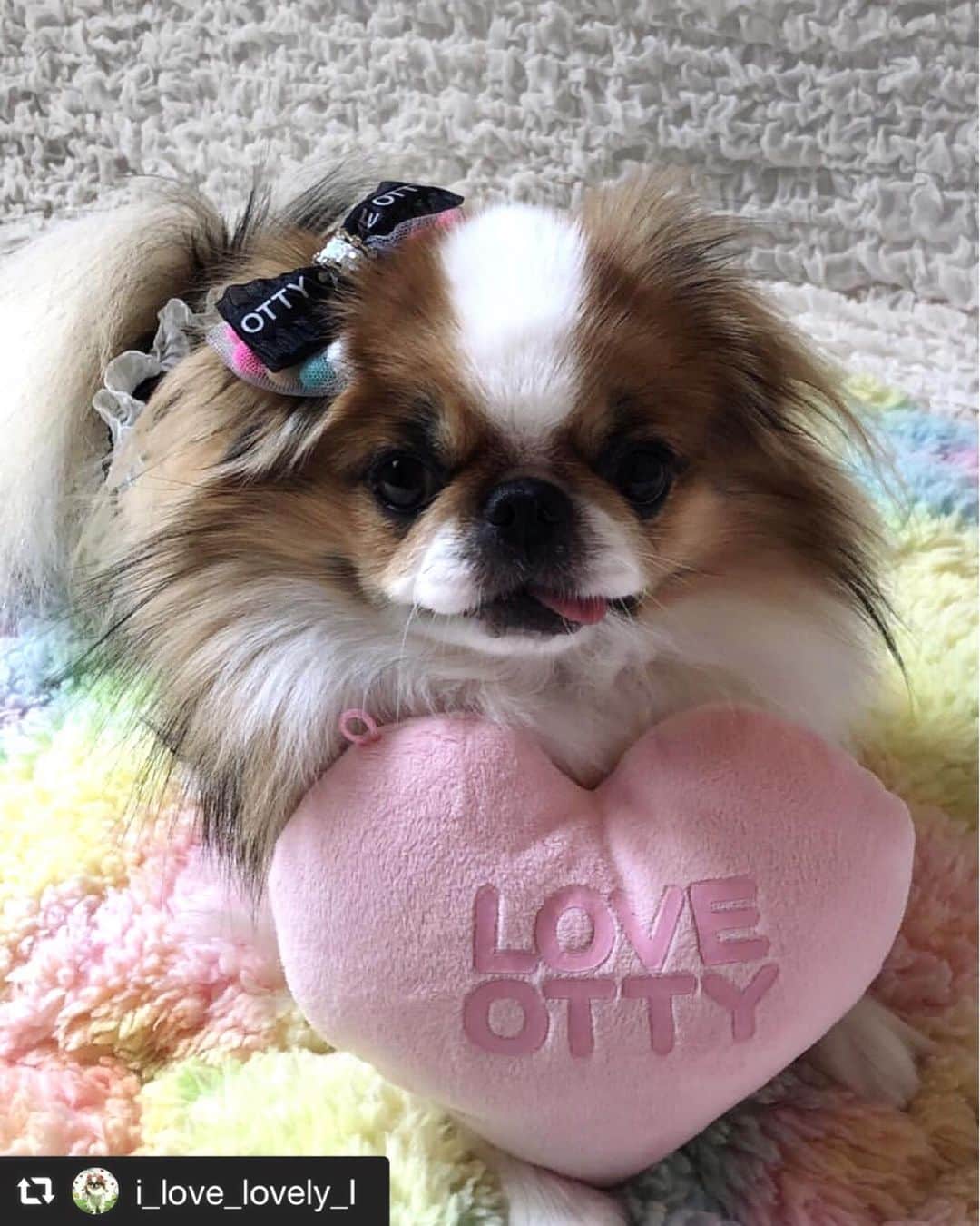 大原かおりさんのインスタグラム写真 - (大原かおりInstagram)「♡♡♡ 🐶チンのエルちゃん🐶　@i_love_lovely_l #Otty商品 ❤︎ レースドットメッシュタンク ❤︎マカロンベッド☆アゴ乗せ枕付き ❤︎フリルチョーカー ❤︎LOVE OTTY バレッタ ☺︎ エルちゃん、ぴょんぴょんしながらクルリと回って楽しそう❣️ てへぺろショットありがとねっ😋🐶✨ #Ottyの夏 #チン #エルちゃん #オッティ #Dogwear #メッシュタンク #マカロンベッド #フリルチョーカー #バレッタ #モノトーンコーデ #てへぺろ #👅 ♔∴∵∴∴∵∴♔∴∵∴♔∴∵∴♔∴∵∴♔∴∵∴♔∴∵∴♔∴∵∴♔∴∵∴♔∴∵∴♔  repost @i_love_lovely_l @cuun_official 様のおウチでなりきりファッションショーに参加❤️ 投稿タイトル　激カワ天使 愛犬名　エル 犬種　狆 着用ブランド　otty  #オンラインドッグファッションショー  #オンラインドッグファッションショー2020  @oharagaori_otty #otty #ottydog #cuun #茶狆 #狆 #japanesechin #可愛い #犬スタグラム」7月26日 17時30分 - oharagaori_otty
