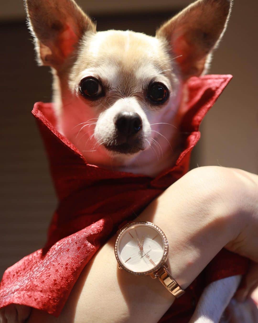紋次郎さんのインスタグラム写真 - (紋次郎Instagram)「あべちゃんからもらった10万円。 何に使いましたか？ なかなか決まらん🤣  時計は　@4bwatches_japan さんの時計。 針もエレガント⭐️ 文字盤に蜂がいる時計も実は気になる😊 クーポンコード　montjgu  で10%オフ👍 ご興味ある方はぜひ！  #dog#dogstagram#instadog#chihuahua#barkbox#mydogiscutest#buzzfeed#dog_features#fluffypack#barkpack#dogsofinstaworld#dogsofinstagram#犬#チワワ#手作り#handmade#着物#fashion#紋次郎一家#チーム茶#ふわもこ部#igersjp#peco犬部#dogsofinstagram#dogfashion #4bwatches#腕時計#時計#腕時計倶楽部」7月26日 17時31分 - montjiro