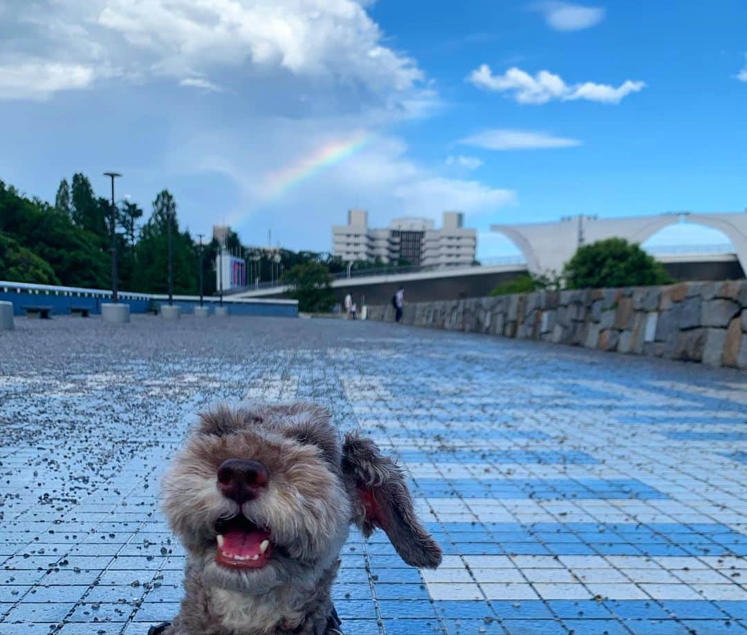 早坂香須子さんのインスタグラム写真 - (早坂香須子Instagram)「インスタライブ中に 虹が出てると教えてくれた方のおかげで、ダンちゃんと🌈が見れました！  ありがとうございます🌺🌈🌈🌈  朝、雨宿りしたコーヒー屋さんで「ハワイみたいな天気ですね」と言われてから、なんとなく虹が見れそうな気がしてた！  徒歩1分でハワイに到着しました😂🌺🌈  虹の反対側の空も美しかったよ✨」7月26日 17時56分 - kazukovalentine
