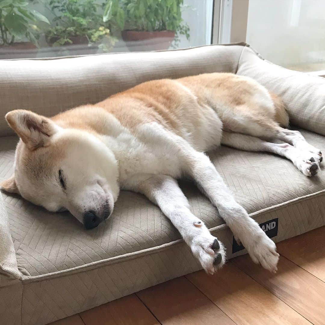 のインスタグラム：「今日は☀️🌧☀️🌧を何回繰り返したのだろう？ちょっと東南アジアにいるみたいでテンション上がった母さんでした😅」