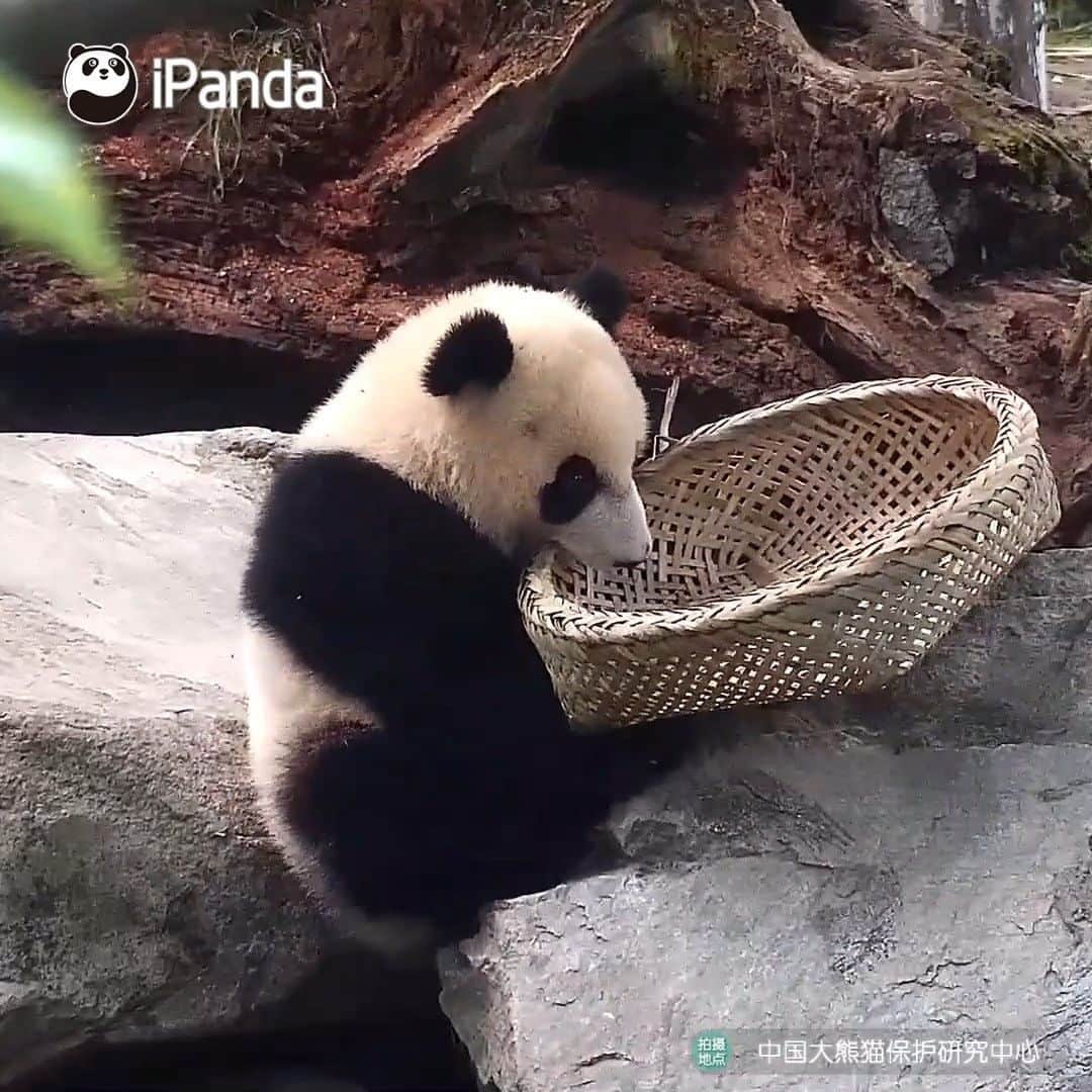iPandaのインスタグラム