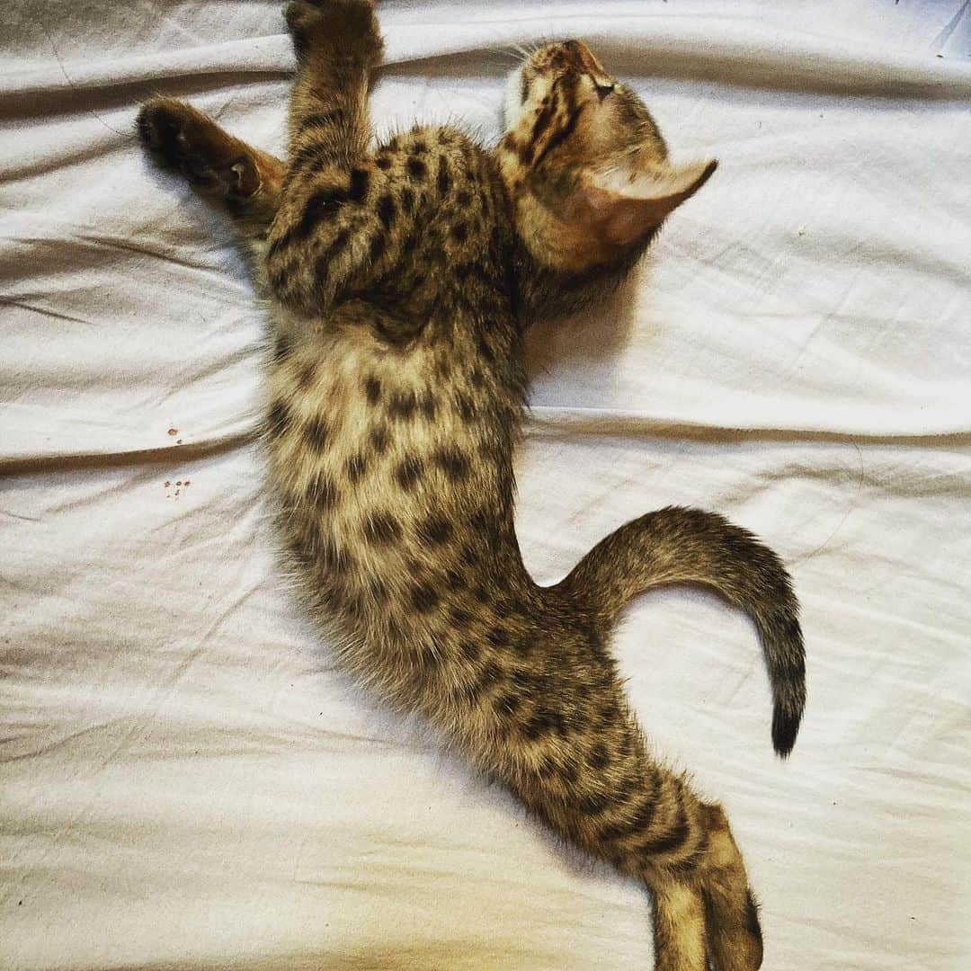 バトシンのインスタグラム：「預かり猫」