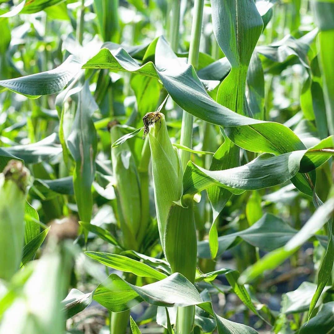 百瀬俊介のインスタグラム：「アスリートが育てる野菜🥬🌽 かいぶつ農園 @kaibutsu_farm  ご存知ない方の方が多いかもしれないのでぜひ知っていただきたい！ 長野県上田市の山間で育てられたもろこしさんたち！！ 超超甘いとうもろこしに昨年、出逢いました🌽🌽🌽 それがかいぶつ農園🦖 糖度がなんと18度😱🤩😍 フルーツに例えるなら桃やシャインマスカット並みの甘さ！ 食べれる時期は7月〜9月のたったの2ヶ月間！ 願いは10月まで延ばしてくれ〜と伝えたい笑 宮崎、北海道、沖縄、高知、埼玉…全国選りすぐりのとうもろこしを食べて比べてみたけど個人的にランキングをつけるとしたらこのかいぶつ農園のとうもろこしがナンバー1‼️ 甘さだけではなく実を覆う皮の部分が超薄いので甘みが伝わるのも早くて柔らかい。 私食べてみたいというあなた！ 百瀬が自腹であなたにお送りします笑 それぐらい食べてもらいたい&知ってもらいたいとうもろこしです🌽 希望の方はメッセージに『とうもろこし希望』と書き込みを入れていただいた方の中から抽選で3名の方に送ります！ 当選は発送をもってかえさせていただきます！  #かいぶつ農園 #とうもろこし #🌽 #とうもろこし希望 #農業男子」