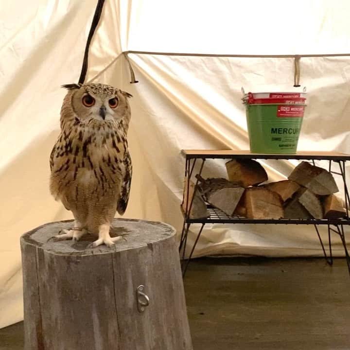 GEN3 Owlのインスタグラム：「キャンプ楽しかったのでまた行きたいな。雨さえ降らなければ・・・。 I want to go camping again with Garu.  But rain camp is hard... #owl #owlgaru」