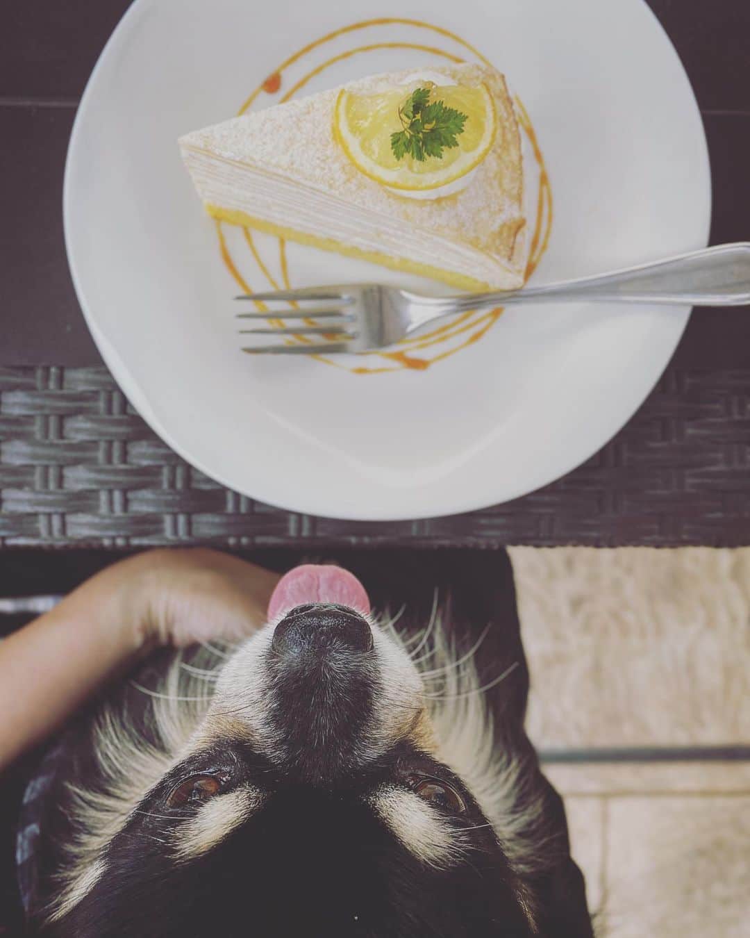 0510_nanaさんのインスタグラム写真 - (0510_nanaInstagram)「‎⋆ ケーキを食べたそうにしているオレオ。 に見えるけど、実際は自宅以外で人間の食べ物を食べたがることも食べることもないんだな。 ‎⋆ 犬専門の写真館 @yakushi_studio_for_dog があることを知って、 オレオをかっこよく撮ってもらいに行ってきました。 ‎⋆ ワンコの写真をプロに撮ってもらえるところは結構あるんだけど、パステルカラーやカラフルな可愛らしい背景や小物を使ったものがほとんど。 でも、こちらはシンプルでかっこいい感じに撮ってくれるんです。 とりあえずデータが送られてくるのを楽しみにしてようっと。 ‎⋆ ‎⋆ #薬師スタジオfordog #犬専門写真スタジオ #犬のいる暮らし #犬好きな人と繋がりたい #チワワ Support By woomy ウーミーPR」7月26日 19時03分 - 0510_nana