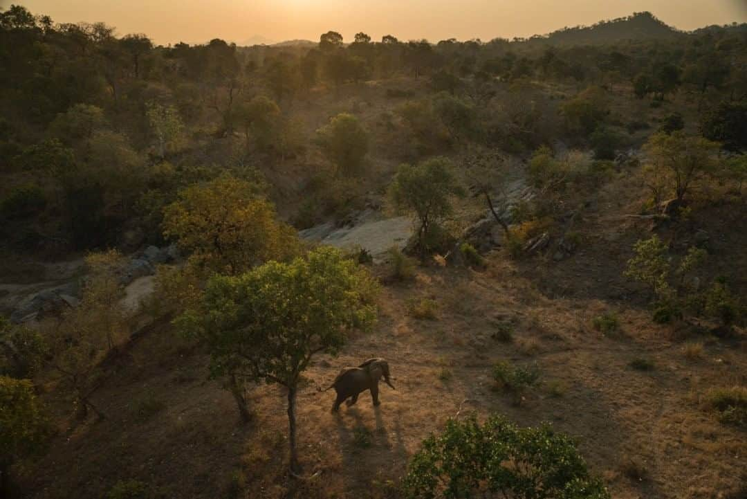 ナショナルジオグラフィックさんのインスタグラム写真 - (ナショナルジオグラフィックInstagram)「Photo by Pete McBride @pedromcbride  An elephant glides through the Majete Wildlife Reserve in Malawi. Not long ago, @africanparksnetwork relocated 500 elephants from here when their numbers flourished two decades after almost vanishing. While the park proved to be a successful habitat for elephants, they needed human assistance to move on because wildlife corridors connecting parks and wild areas have become compromised by development or, in some cases, disappeared entirely. For more wildlife, follow @pedromcbride. #Malawi #elephant #wildlife #500elephants #conservation」7月26日 19時38分 - natgeo