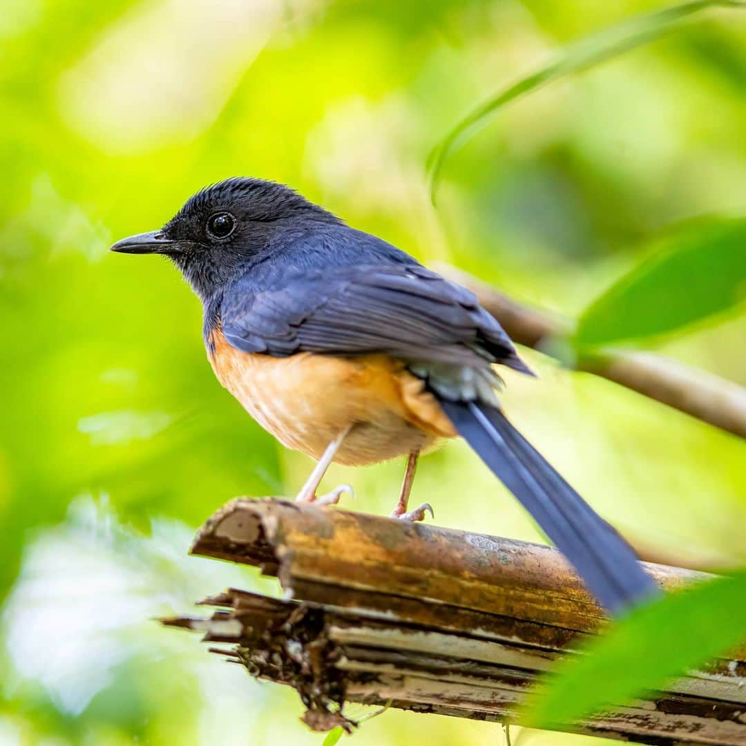 Canon Asiaさんのインスタグラム写真 - (Canon AsiaInstagram)「They may just look pretty to the human eye, but the evolution of colours in the animal kingdom holds a deep significance to the survival of each species. Colours are often used to attract mates 💘, camouflage 🌳 and to warn predators ⚠️ .  Shooting with the EOS 90D, photographer Kin Fong shares that the precise focus points and bigger pixel count give him more flexibility in working with the shots captured. .  📷 Images by @kinlfong shot using the Canon EOS 90D  EF400mm F/5.6L USM . Have wildlife photos to be featured? Tag them with #canonasia or submit them on My Canon Story, link in bio! . #canonasia #photography #explore #wildlife #birds #animals #colours #canon #composition #lens #inspiration #birdphotography #naturephotography #birdwatchers」7月26日 19時42分 - canonasia