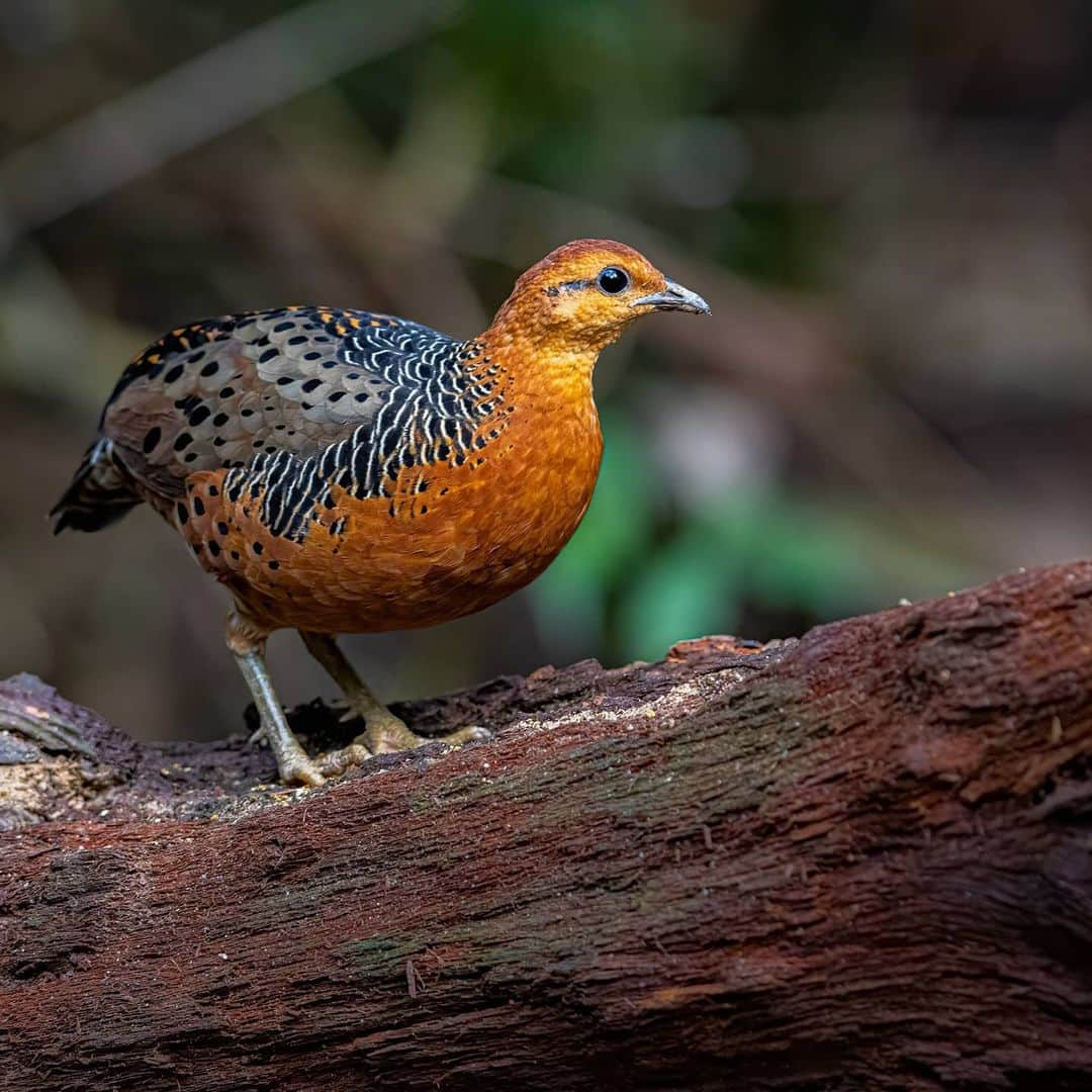 Canon Asiaさんのインスタグラム写真 - (Canon AsiaInstagram)「They may just look pretty to the human eye, but the evolution of colours in the animal kingdom holds a deep significance to the survival of each species. Colours are often used to attract mates 💘, camouflage 🌳 and to warn predators ⚠️ .  Shooting with the EOS 90D, photographer Kin Fong shares that the precise focus points and bigger pixel count give him more flexibility in working with the shots captured. .  📷 Images by @kinlfong shot using the Canon EOS 90D  EF400mm F/5.6L USM . Have wildlife photos to be featured? Tag them with #canonasia or submit them on My Canon Story, link in bio! . #canonasia #photography #explore #wildlife #birds #animals #colours #canon #composition #lens #inspiration #birdphotography #naturephotography #birdwatchers」7月26日 19時42分 - canonasia