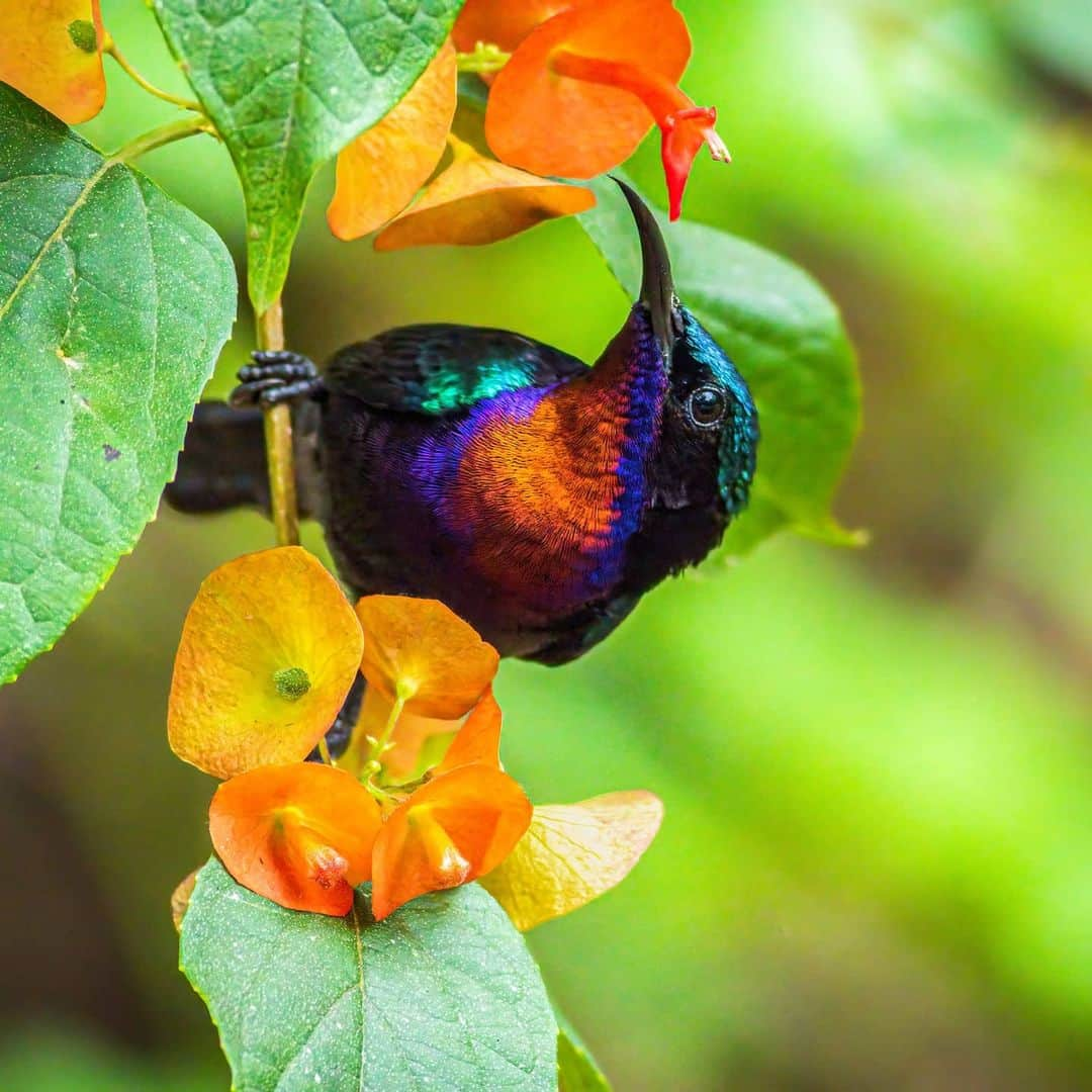 Canon Asiaさんのインスタグラム写真 - (Canon AsiaInstagram)「They may just look pretty to the human eye, but the evolution of colours in the animal kingdom holds a deep significance to the survival of each species. Colours are often used to attract mates 💘, camouflage 🌳 and to warn predators ⚠️ .  Shooting with the EOS 90D, photographer Kin Fong shares that the precise focus points and bigger pixel count give him more flexibility in working with the shots captured. .  📷 Images by @kinlfong shot using the Canon EOS 90D  EF400mm F/5.6L USM . Have wildlife photos to be featured? Tag them with #canonasia or submit them on My Canon Story, link in bio! . #canonasia #photography #explore #wildlife #birds #animals #colours #canon #composition #lens #inspiration #birdphotography #naturephotography #birdwatchers」7月26日 19時42分 - canonasia