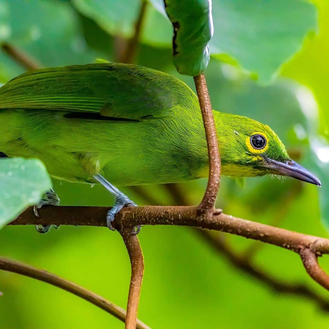 Canon Asiaさんのインスタグラム写真 - (Canon AsiaInstagram)「They may just look pretty to the human eye, but the evolution of colours in the animal kingdom holds a deep significance to the survival of each species. Colours are often used to attract mates 💘, camouflage 🌳 and to warn predators ⚠️ .  Shooting with the EOS 90D, photographer Kin Fong shares that the precise focus points and bigger pixel count give him more flexibility in working with the shots captured. .  📷 Images by @kinlfong shot using the Canon EOS 90D  EF400mm F/5.6L USM . Have wildlife photos to be featured? Tag them with #canonasia or submit them on My Canon Story, link in bio! . #canonasia #photography #explore #wildlife #birds #animals #colours #canon #composition #lens #inspiration #birdphotography #naturephotography #birdwatchers」7月26日 19時42分 - canonasia