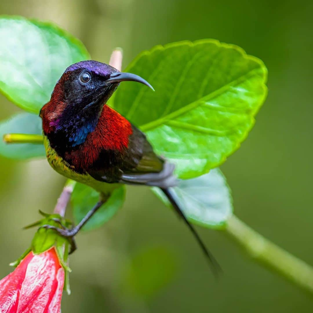 Canon Asiaさんのインスタグラム写真 - (Canon AsiaInstagram)「They may just look pretty to the human eye, but the evolution of colours in the animal kingdom holds a deep significance to the survival of each species. Colours are often used to attract mates 💘, camouflage 🌳 and to warn predators ⚠️ .  Shooting with the EOS 90D, photographer Kin Fong shares that the precise focus points and bigger pixel count give him more flexibility in working with the shots captured. .  📷 Images by @kinlfong shot using the Canon EOS 90D  EF400mm F/5.6L USM . Have wildlife photos to be featured? Tag them with #canonasia or submit them on My Canon Story, link in bio! . #canonasia #photography #explore #wildlife #birds #animals #colours #canon #composition #lens #inspiration #birdphotography #naturephotography #birdwatchers」7月26日 19時42分 - canonasia