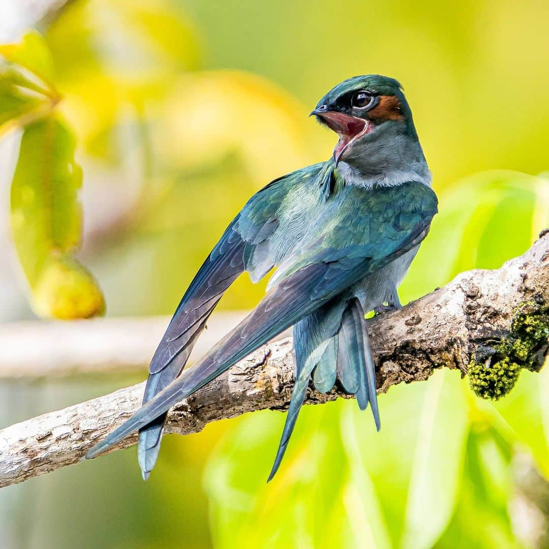 Canon Asiaさんのインスタグラム写真 - (Canon AsiaInstagram)「They may just look pretty to the human eye, but the evolution of colours in the animal kingdom holds a deep significance to the survival of each species. Colours are often used to attract mates 💘, camouflage 🌳 and to warn predators ⚠️ .  Shooting with the EOS 90D, photographer Kin Fong shares that the precise focus points and bigger pixel count give him more flexibility in working with the shots captured. .  📷 Images by @kinlfong shot using the Canon EOS 90D  EF400mm F/5.6L USM . Have wildlife photos to be featured? Tag them with #canonasia or submit them on My Canon Story, link in bio! . #canonasia #photography #explore #wildlife #birds #animals #colours #canon #composition #lens #inspiration #birdphotography #naturephotography #birdwatchers」7月26日 19時42分 - canonasia