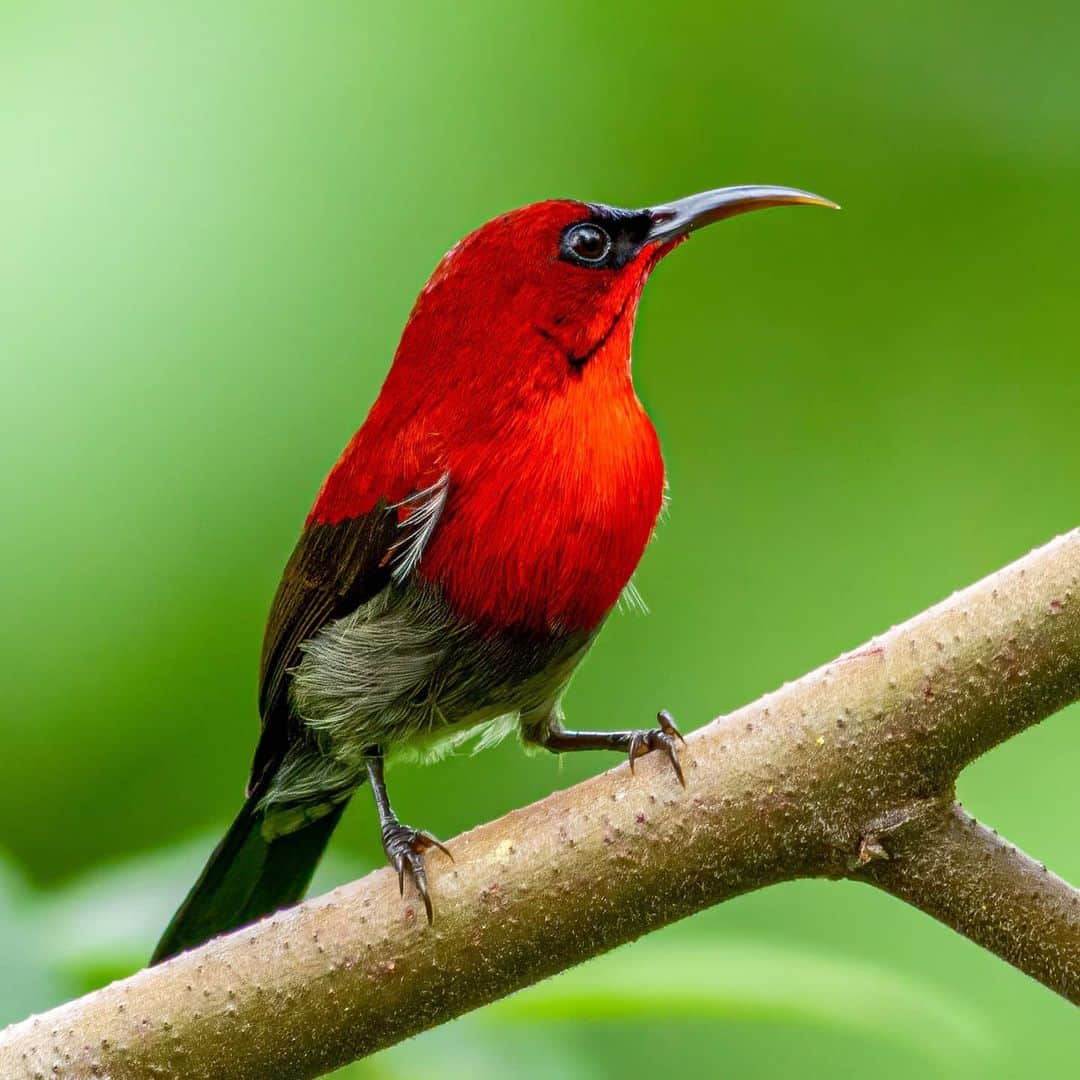 Canon Asiaのインスタグラム：「They may just look pretty to the human eye, but the evolution of colours in the animal kingdom holds a deep significance to the survival of each species. Colours are often used to attract mates 💘, camouflage 🌳 and to warn predators ⚠️ .  Shooting with the EOS 90D, photographer Kin Fong shares that the precise focus points and bigger pixel count give him more flexibility in working with the shots captured. .  📷 Images by @kinlfong shot using the Canon EOS 90D  EF400mm F/5.6L USM . Have wildlife photos to be featured? Tag them with #canonasia or submit them on My Canon Story, link in bio! . #canonasia #photography #explore #wildlife #birds #animals #colours #canon #composition #lens #inspiration #birdphotography #naturephotography #birdwatchers」