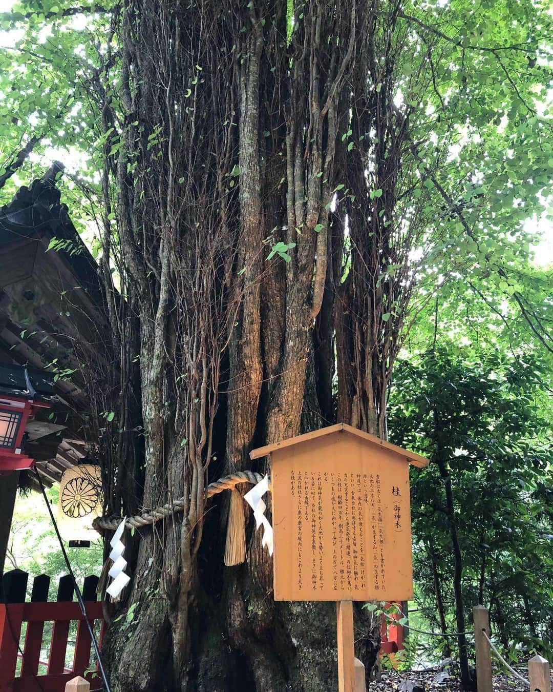 大凪真生さんのインスタグラム写真 - (大凪真生Instagram)「#京都#貴船神社#⛩」7月26日 19時56分 - mao.aemee_