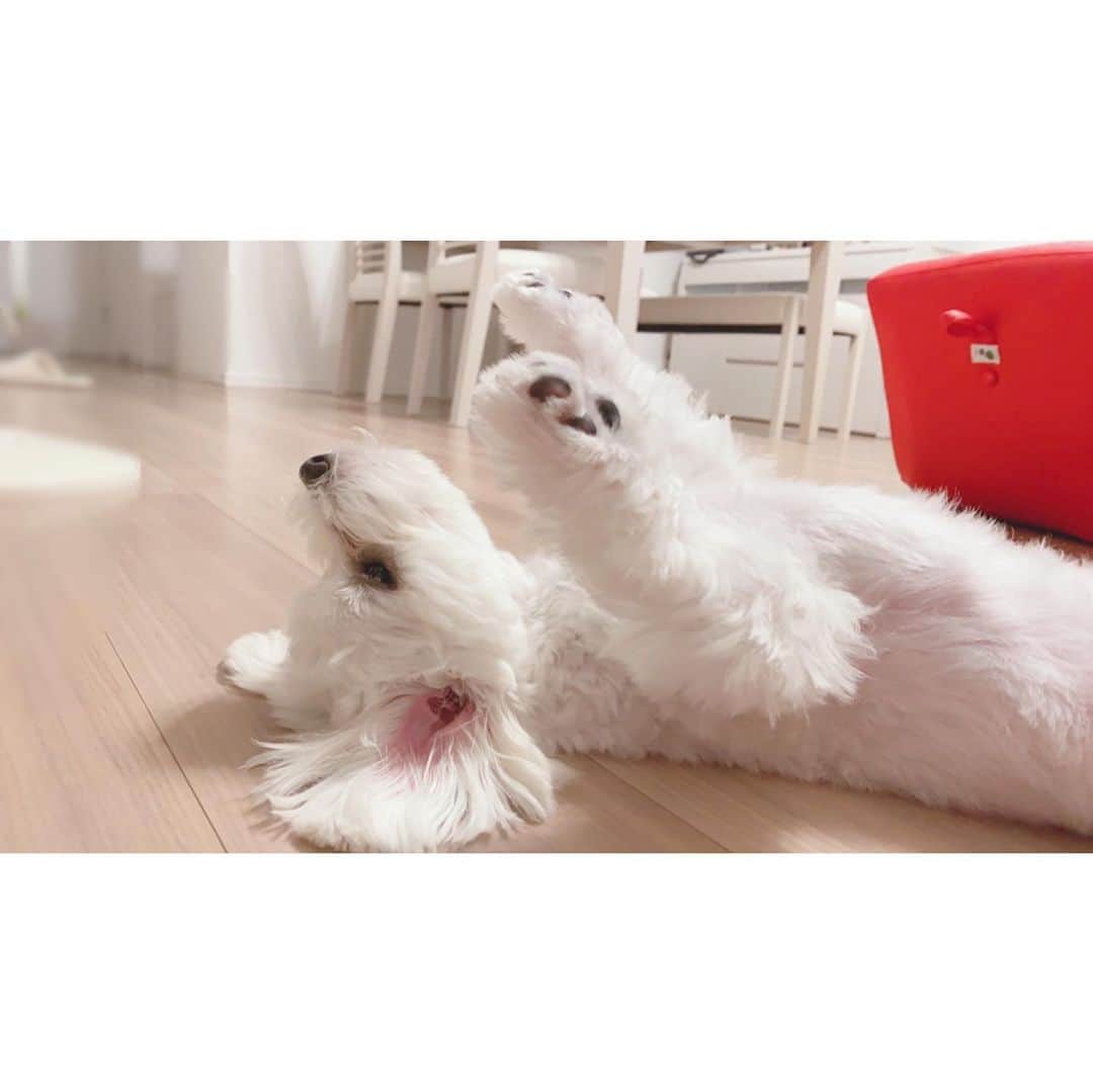 西澤由夏さんのインスタグラム写真 - (西澤由夏Instagram)「実家で飼っている愛犬・むぅ太です！ とにかく甘えん坊で、朝起きるとよく妹の布団に潜り込んでいます🐶 お腹を見せて仰向けで寝るのが特徴😂💓 生後半年記念🎂」7月26日 20時06分 - yknszw