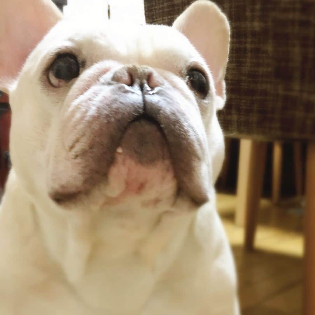 外村久美子さんのインスタグラム写真 - (外村久美子Instagram)「・ 会いたい、触りたい、嗅ぎたい♡ ・ ・  #おいちゃん #frenchbulldog」7月26日 20時10分 - kummy153