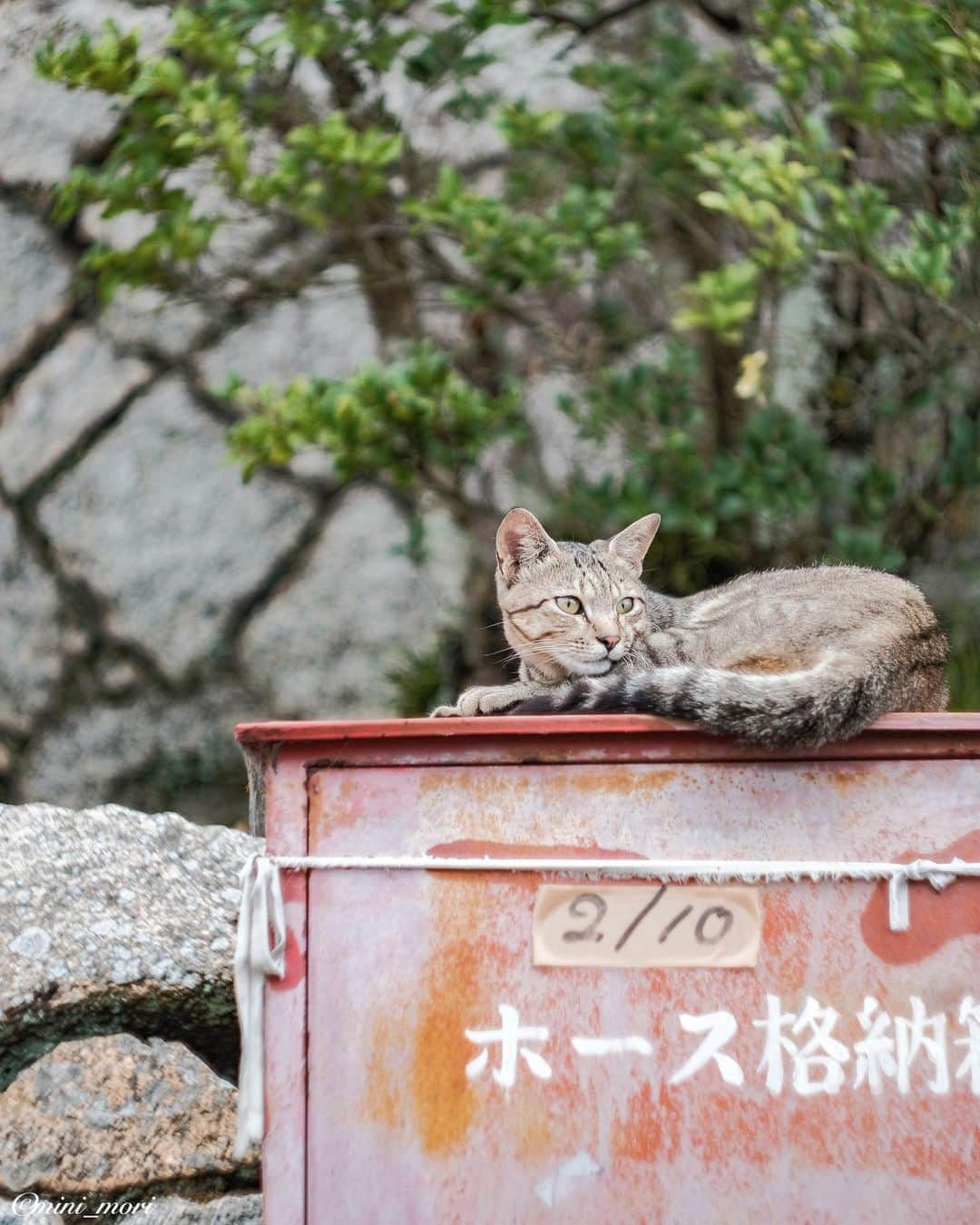 ☀もり、さんのインスタグラム写真 - (☀もり、Instagram)「* スナップ用のカメラ欲しいなぁ…  もう一眼持ち歩くの面倒臭いwww ・ X100シリーズとか欲しいなぁ…🤔  なんかオススメありますか？🤔 ・ #team_fuji #team_xt2 #teamfujifilm #teamfuji #fujifilm #fujifilm_xseries #fujifilmxseriesjapan #fujixt2 #xt2 #fujifeed #instagram #広がり同盟 #retrip_nippon #igersjp #indies_gram #visitjapanjp #as_archive #lovers_nippon #岡山 #猫 #cat #catstagram #自由猫部 #今日もX日和 #オールドレンズ部 #helios #ヘリオス #helios44」7月26日 20時13分 - mini_mori