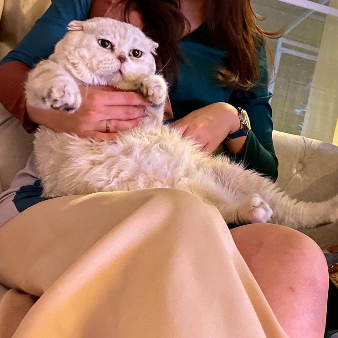 Haruさんのインスタグラム写真 - (HaruInstagram)「Little mermaid 🧜🏻‍♀️ #haruthecat」7月26日 20時48分 - haru_thecat