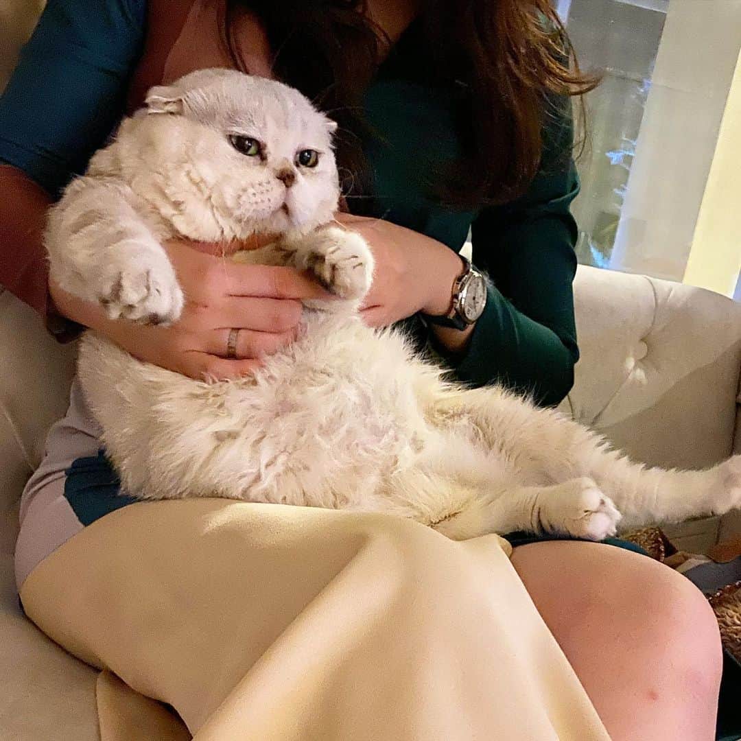 Haruさんのインスタグラム写真 - (HaruInstagram)「Little mermaid 🧜🏻‍♀️ #haruthecat」7月26日 20時48分 - haru_thecat