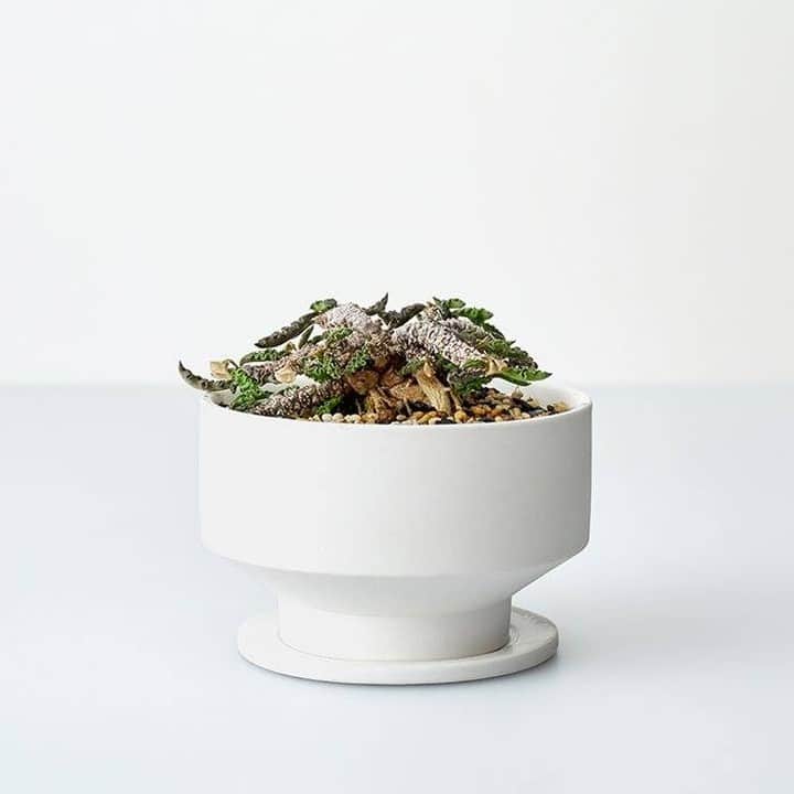 LOVEGREEN -植物と暮らしを豊かに。さんのインスタグラム写真 - (LOVEGREEN -植物と暮らしを豊かに。Instagram)「[Euphorbia decaryi : ちび花キリン] . デカリーはマダガスカル原産の花キリン系ユーフォルビアで、塊根植物です . 肉厚で縁が縮れた葉は上から見ても横から見てもかわいい!! . さらに注目して欲しいのは鈴のように垂れ下がった花 . 普通、ユーフォルビアは花ではなく草姿を愛でるのが一般的ですが、ちび花キリンと言うだけあって花も最高 . 絶妙なブラウンカラーと俯くように咲く姿はもう好みド真ん中でして……!! . いやほんと可愛いんですよ しかもちゃんと塊根を形成し始めてるんでとても良い . 興味のある方ぜひ、ユーフォルビア沼に入りましょうぞ…… . 以上、今回は花キリン系ユーフォルビアが大好物な松本がお送りしまし🍃 . #ユーフォルビア #Euphorbia #plants #植物 #塊根植物 #多肉植物 #植物のある暮らし #植物のある生活 #succulents #花 #flower #blooming #花キリン #ユーフォルビアデカリー #Euphorbiadecaryi」7月26日 21時00分 - lovegreen_official
