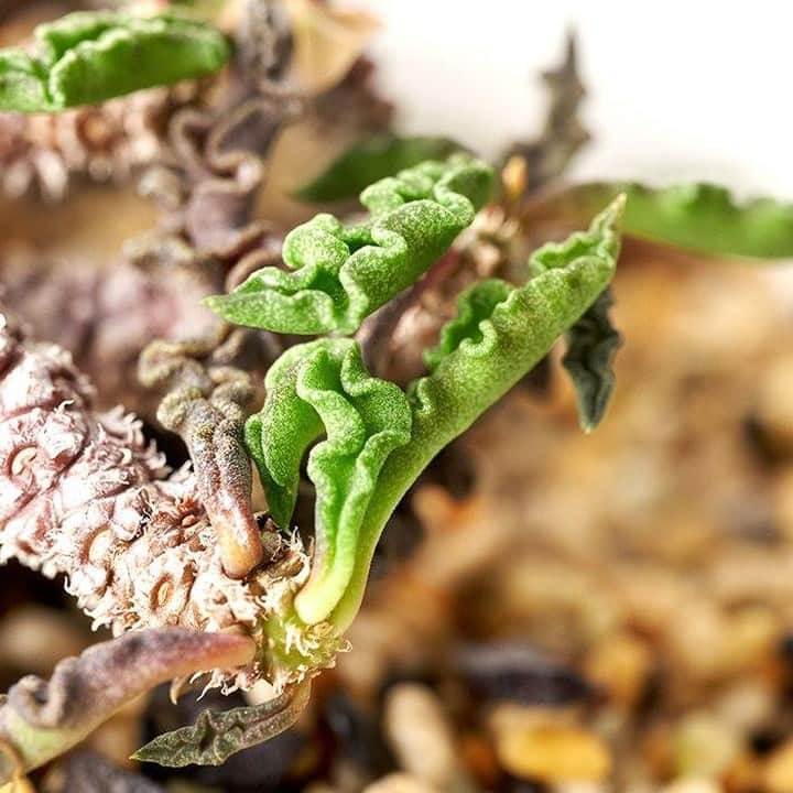 LOVEGREEN -植物と暮らしを豊かに。さんのインスタグラム写真 - (LOVEGREEN -植物と暮らしを豊かに。Instagram)「[Euphorbia decaryi : ちび花キリン] . デカリーはマダガスカル原産の花キリン系ユーフォルビアで、塊根植物です . 肉厚で縁が縮れた葉は上から見ても横から見てもかわいい!! . さらに注目して欲しいのは鈴のように垂れ下がった花 . 普通、ユーフォルビアは花ではなく草姿を愛でるのが一般的ですが、ちび花キリンと言うだけあって花も最高 . 絶妙なブラウンカラーと俯くように咲く姿はもう好みド真ん中でして……!! . いやほんと可愛いんですよ しかもちゃんと塊根を形成し始めてるんでとても良い . 興味のある方ぜひ、ユーフォルビア沼に入りましょうぞ…… . 以上、今回は花キリン系ユーフォルビアが大好物な松本がお送りしまし🍃 . #ユーフォルビア #Euphorbia #plants #植物 #塊根植物 #多肉植物 #植物のある暮らし #植物のある生活 #succulents #花 #flower #blooming #花キリン #ユーフォルビアデカリー #Euphorbiadecaryi」7月26日 21時00分 - lovegreen_official