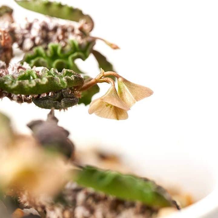 LOVEGREEN -植物と暮らしを豊かに。さんのインスタグラム写真 - (LOVEGREEN -植物と暮らしを豊かに。Instagram)「[Euphorbia decaryi : ちび花キリン] . デカリーはマダガスカル原産の花キリン系ユーフォルビアで、塊根植物です . 肉厚で縁が縮れた葉は上から見ても横から見てもかわいい!! . さらに注目して欲しいのは鈴のように垂れ下がった花 . 普通、ユーフォルビアは花ではなく草姿を愛でるのが一般的ですが、ちび花キリンと言うだけあって花も最高 . 絶妙なブラウンカラーと俯くように咲く姿はもう好みド真ん中でして……!! . いやほんと可愛いんですよ しかもちゃんと塊根を形成し始めてるんでとても良い . 興味のある方ぜひ、ユーフォルビア沼に入りましょうぞ…… . 以上、今回は花キリン系ユーフォルビアが大好物な松本がお送りしまし🍃 . #ユーフォルビア #Euphorbia #plants #植物 #塊根植物 #多肉植物 #植物のある暮らし #植物のある生活 #succulents #花 #flower #blooming #花キリン #ユーフォルビアデカリー #Euphorbiadecaryi」7月26日 21時00分 - lovegreen_official