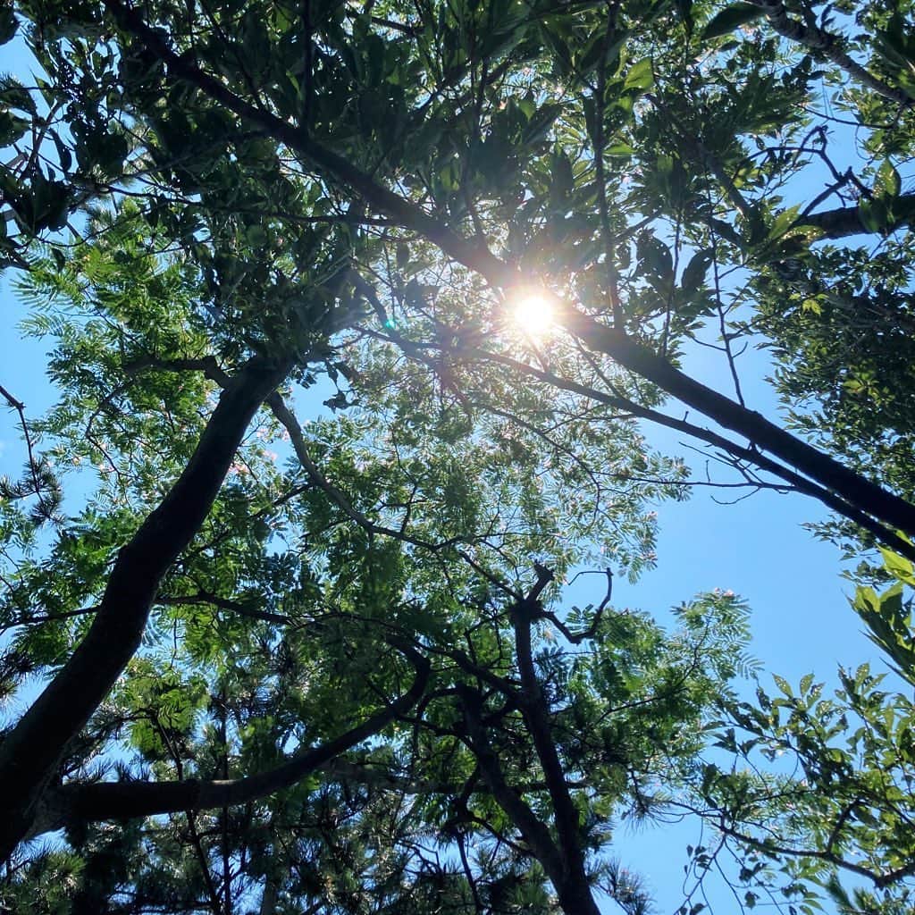 伊藤えみさんのインスタグラム写真 - (伊藤えみInstagram)「‪ネムの木の下にあるベンチにしばらくバッグ置いてたら、ネムの花がのっかってた😋‬  #ネムの木 #ネムノキ  #自然が好き  #自然が好きな人と繋がりたい  #花が好きな人と繋がりたい  #野遊び」7月26日 21時30分 - itoemi1019