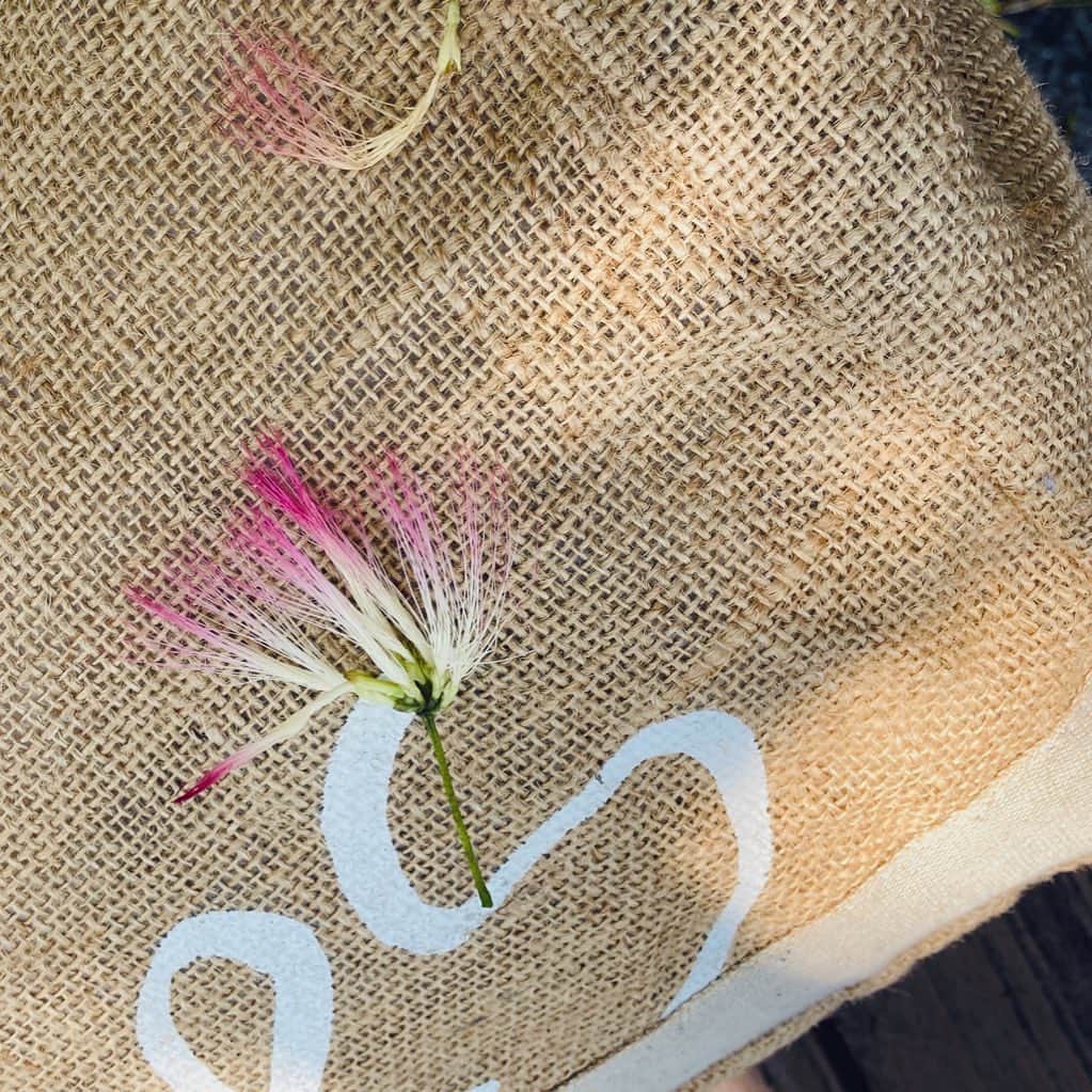 伊藤えみさんのインスタグラム写真 - (伊藤えみInstagram)「‪ネムの木の下にあるベンチにしばらくバッグ置いてたら、ネムの花がのっかってた😋‬  #ネムの木 #ネムノキ  #自然が好き  #自然が好きな人と繋がりたい  #花が好きな人と繋がりたい  #野遊び」7月26日 21時30分 - itoemi1019
