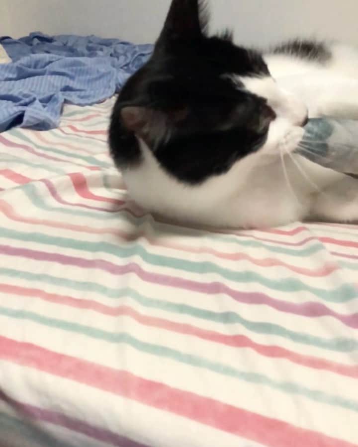 ぽんずのインスタグラム：「まだまだ大好き、サバ(マタタビ入り)  #ねこ#猫#cat#猫好き#親バカ#はちわれ#ハチワレ#はちわれ猫#ハチワレ猫#白黒猫部#にゃんすたぐらむ#ilovecat#猫大好き#うちの猫自慢#白黒猫 #我が家のぽんずくん #ちゅーちゅー妖怪 #猫動画 #スロー動画」