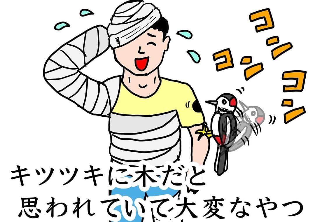 ZAZYのインスタグラム：「7月26日。どこ探してもいないやつ。  #今日のいないやつ #いないやつ #いつでも探しているよ #森に行こうもんなら包帯がいくらあっても足りない #でもつつかれるから仕方ない #コンコンコンとは？ #木くらい固いのか #ピノキオかお前は #ドクターストップ無視 #なれっこ」