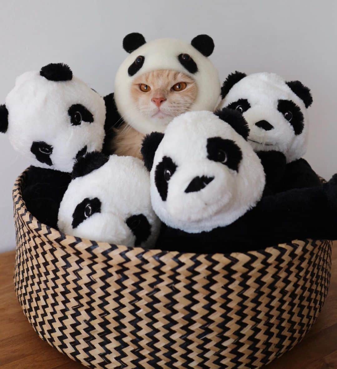 nocoaのインスタグラム：「． テレビ見てくれた皆さん、ありがとう🐼 ． ． めっちゃ最後の方やったね ． #ミロの成長記録 #パンダ一族 #lownyaの猫家具」