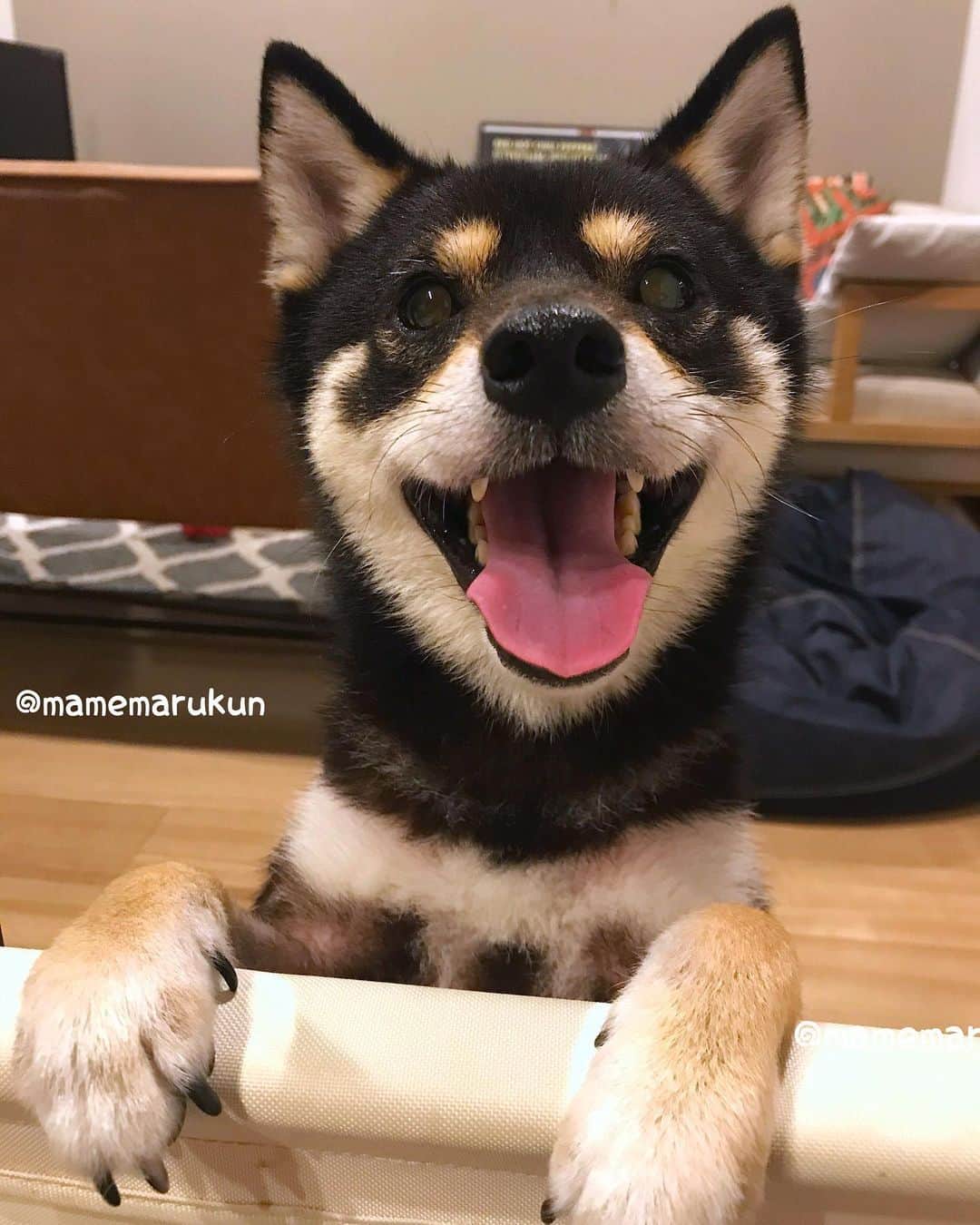 まめ丸のインスタグラム：「* * 【スワイプしてね🔛】 きいてきいてー❣️ ぼくに弟ができたんだって🐶 ちび丸くんだよ👶 まだあんまり近くにはいけないんだけど これから少しずつなかよくできるといいな🐶💓 * A new member has joined the family.  I have become an elder brother❣️ My brother was just born🐶💓 * #まめ丸とちび丸 #赤ちゃんとなかよくなれるひけつあったらおしえてね #生後1ヶ月 * #柴犬#豆柴#柴#黒柴#犬#犬のいる暮らし#赤ちゃんと犬#犬と赤ちゃん#ベビフル#shiba#shibainu#shibastagram#shibadog#puppy#instadog#dogstagram#dog#instashiba#petstagram#pet#cutepetclub#강아지#멍스타그램#doglover#dogandbaby#babyanddog」