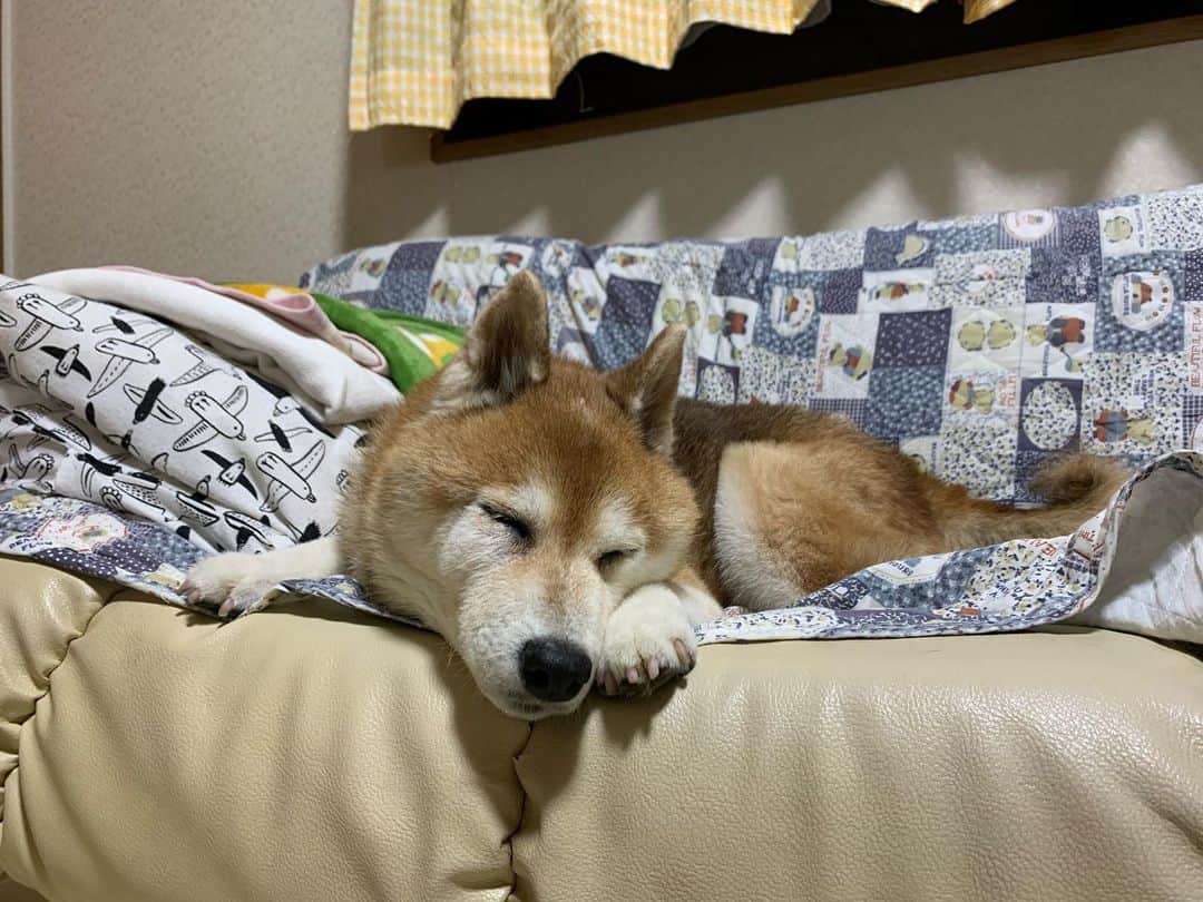 大関れいかさんのインスタグラム写真 - (大関れいかInstagram)「. 寝てる犬と🐶 かわいいなぁガッツ。 最近歩くのもヨタヨタなおばあちゃん犬。 #柴犬」7月26日 21時54分 - _reikaoozeki