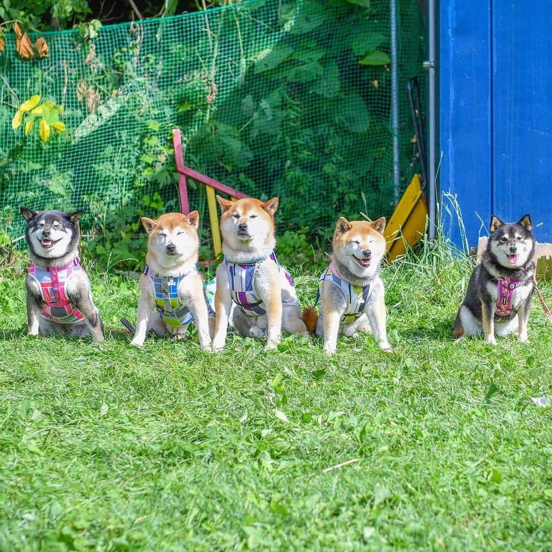 吾子さんのインスタグラム写真 - (吾子Instagram)「・ ・ ・ 今日はわんにゃんハートさんのイベントへ🐶✨💕　@one_heart_11  ・ シバーズの皆ワンと写真を撮ったよ🐶✨アコだけソーシャルディスタンス💦 ・ ・ ・ ・ ・ ・ #ノーリード反対  #暑かったなー #sapporo ・ ・ 北海道の柴犬 #柴北会 の皆ワン🐶💕早くみんなで安心してお散歩ができますように🐶👍🏻💕 ・ #adorable #instadog#shibainu#dog#instagramjapan#instashiba#kuroshiba #kuroshiba#socute #cutedog#いぬのきもち #黒柴 #dogstagram」7月26日 21時55分 - acoshiba