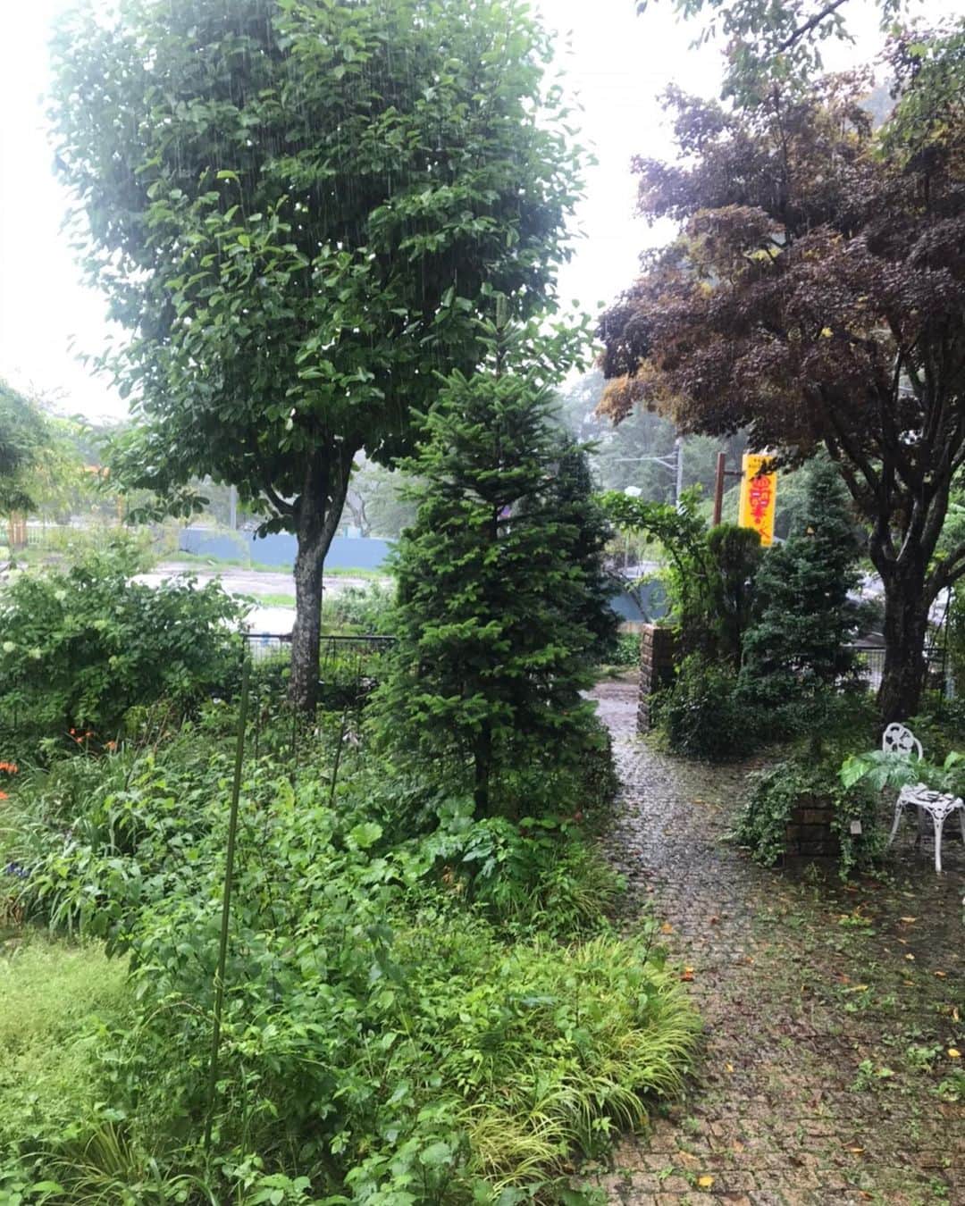 キャシー中島さんのインスタグラム写真 - (キャシー中島Instagram)「* ﻿ ひどい雨のせいでしょうか☔️プルメリアの花が落ちてしまいました。﻿ …ショック🤯﻿ そっと拾って七奈美の仏壇に飾りました。﻿ ハワイが大好きだった七奈美、プルメリアの香りを喜んでいることでしょう。﻿ ﻿ 勝野パパと#御殿場 に来ました。﻿ やっぱり落ち着きます。﻿ それにしてもひどい雨、滝のようです。﻿ 水が行き場所をみつけられずにたまり始めました。﻿ こんなことはここに住んでいた時にはなかったことです。﻿ 早く止んでくれるといいのだけど！☔️﻿ ﻿ ここでも私はハワイキルトのカットをしています。﻿ 我が家のプルメリアを思いながらカットしました。﻿ ﻿ #キャシー中島#kathynakajima﻿ #キャシーマム#kathymom﻿ #キルト#ハワイアンキルト﻿ #quilt#hawaiianquilt」7月26日 22時00分 - official_kathynakajima