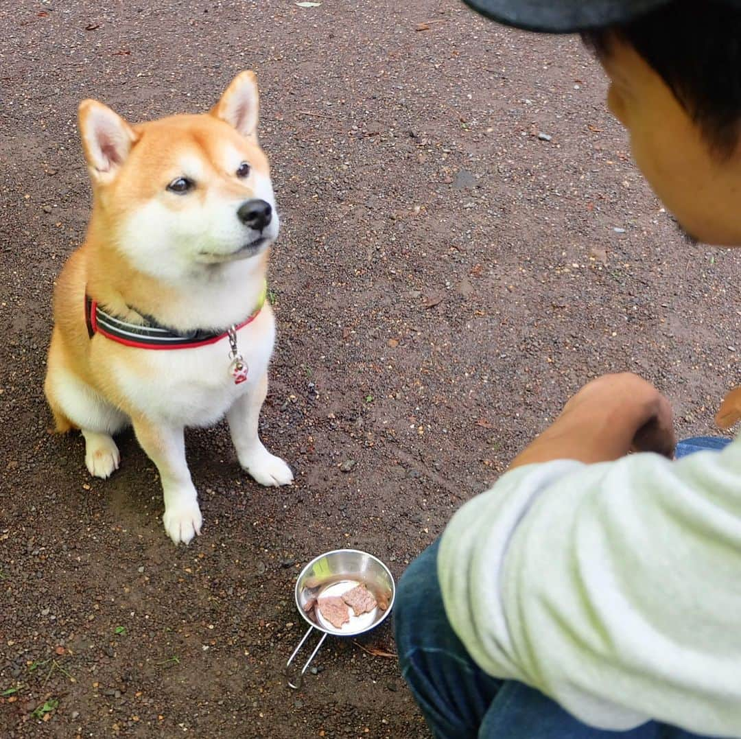 せんべえさんのインスタグラム写真 - (せんべえInstagram)「＊ ①お肉、待ってます！ ②うなぎ、守ってます！ #せんべえ #柴犬 #shibainu  #はよ #うなぎ守り犬 #守るっていうか寝てるっていうか #アウトドア #キャンプ #camp  #camping #ベルモント #belmont  #tokobi」7月26日 22時02分 - akiresh