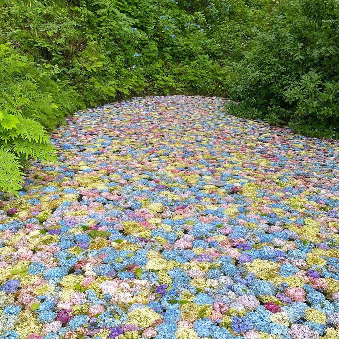 bon ponさんのインスタグラム写真 - (bon ponInstagram)「岩手県一関市の「みちのくあじさい園」へ行って来ました🚗 開園期間が6/27〜7/26ということで今日が最終日。 約15ヘクタールの広大な杉山内に、400種4万株のあじさいが自生しています。 あじさいの見頃は過ぎていましたが、一面のあじさい畑は圧巻でした。 池の水面に色とりどりのあじさいの花を浮かべた『あじさい池』は、夢のような美しさでした💙💚💜🤍 ＊ あじさいを満喫した後は「世嬉の一酒造」内の蔵元レストランへ。 @sekinoichi_restaurant  一関・平泉は、江戸時代から『もち食文化』が受け継がれており、300種類ものもち料理があるそうです。 4種のおもち(あんこ・ずんだ・すりごま・沼エビ)とお雑煮のセットをいただきました。杵つきの生もちがとても柔らかくて美味しかったです😍😍 ・ ・ #みちのくあじさい園 #紫陽花 #世嬉の一酒造 #蔵元レストランせきのいち #夫婦 #60代 #ファッション #コーディネート #リンクコーデ #夫婦コーデ #グレイヘア #白髪 #共白髪 #couple #over60 #fashion #coordinate #instafashion #instagramjapan #greyhair #bonpon511」7月26日 22時02分 - bonpon511