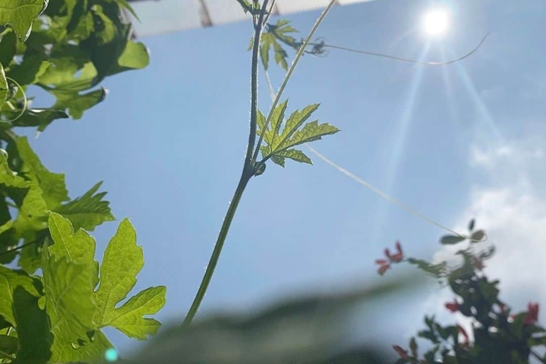 LOVEGREEN -植物と暮らしを豊かに。さんのインスタグラム写真 - (LOVEGREEN -植物と暮らしを豊かに。Instagram)「［梅雨明けまだかな］ . 今年は、梅雨が長め。 雨ら曇りの日が多いので、太陽の光が差しこんでくるとテンションアップ✨ . そんな天気の中、お庭のゴーヤはグングンと生長中☀️ . 今年の夏はいつもよりも短そうだけど、梅雨明けがもうすぐで楽しみっ♪ . #庭のある暮らし#グリーンカーテン#ゴーヤ#梅雨#空#園芸初心者 #園芸用品 #園芸雑貨 #グリーンのある暮らし #緑のある生活  #シンプルな暮らし #シンプルライフ #暮らしを楽しむ #日々の暮らし #賃貸暮らし #マンション暮らし #植物 #植物のある暮らし #植物のある生活 #植物と暮らす #ベランダ#ナチュラル#庭#収穫#ガーデニング#ガーデニング初心者 #ガーデニングライフ #庭仕事#夏#季節を楽しむ」7月27日 9時00分 - lovegreen_official