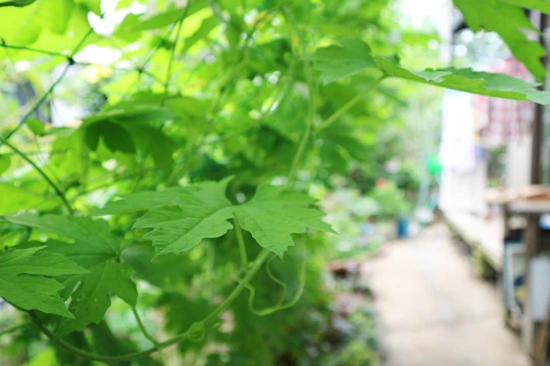 LOVEGREEN -植物と暮らしを豊かに。さんのインスタグラム写真 - (LOVEGREEN -植物と暮らしを豊かに。Instagram)「［梅雨明けまだかな］ . 今年は、梅雨が長め。 雨ら曇りの日が多いので、太陽の光が差しこんでくるとテンションアップ✨ . そんな天気の中、お庭のゴーヤはグングンと生長中☀️ . 今年の夏はいつもよりも短そうだけど、梅雨明けがもうすぐで楽しみっ♪ . #庭のある暮らし#グリーンカーテン#ゴーヤ#梅雨#空#園芸初心者 #園芸用品 #園芸雑貨 #グリーンのある暮らし #緑のある生活  #シンプルな暮らし #シンプルライフ #暮らしを楽しむ #日々の暮らし #賃貸暮らし #マンション暮らし #植物 #植物のある暮らし #植物のある生活 #植物と暮らす #ベランダ#ナチュラル#庭#収穫#ガーデニング#ガーデニング初心者 #ガーデニングライフ #庭仕事#夏#季節を楽しむ」7月27日 9時00分 - lovegreen_official