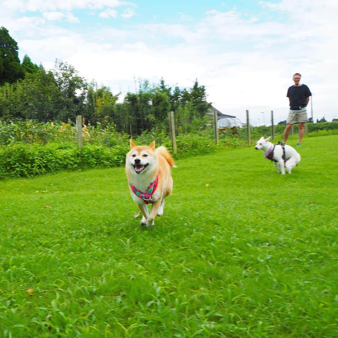 柴犬ハル&保護犬すずさんのインスタグラム写真 - (柴犬ハル&保護犬すずInstagram)「🐕🐐🕺 . 『おかーしゃーんーー！ ウンコ袋ちょーだい！！』 . #すずがウンコしてるー！ #早く早く #ギリギリアウトの写真でth #お食事中の方ごめんなさい  #ウンコ姿も愛おしく見守る男 . #柴犬#柴#kagoshima#dog#puppy#shibainu#shibastagram#いぬバカ部#family#鹿児島#赤柴#雑種#天文館#日本犬#保護犬を家族に#保護犬#元保護犬#dogs#Kagoshima#動物#animal#どうぶつ#犬好きな人と繋がりたい#犬なしでは生きていけません会」7月27日 8時24分 - haruharu040777