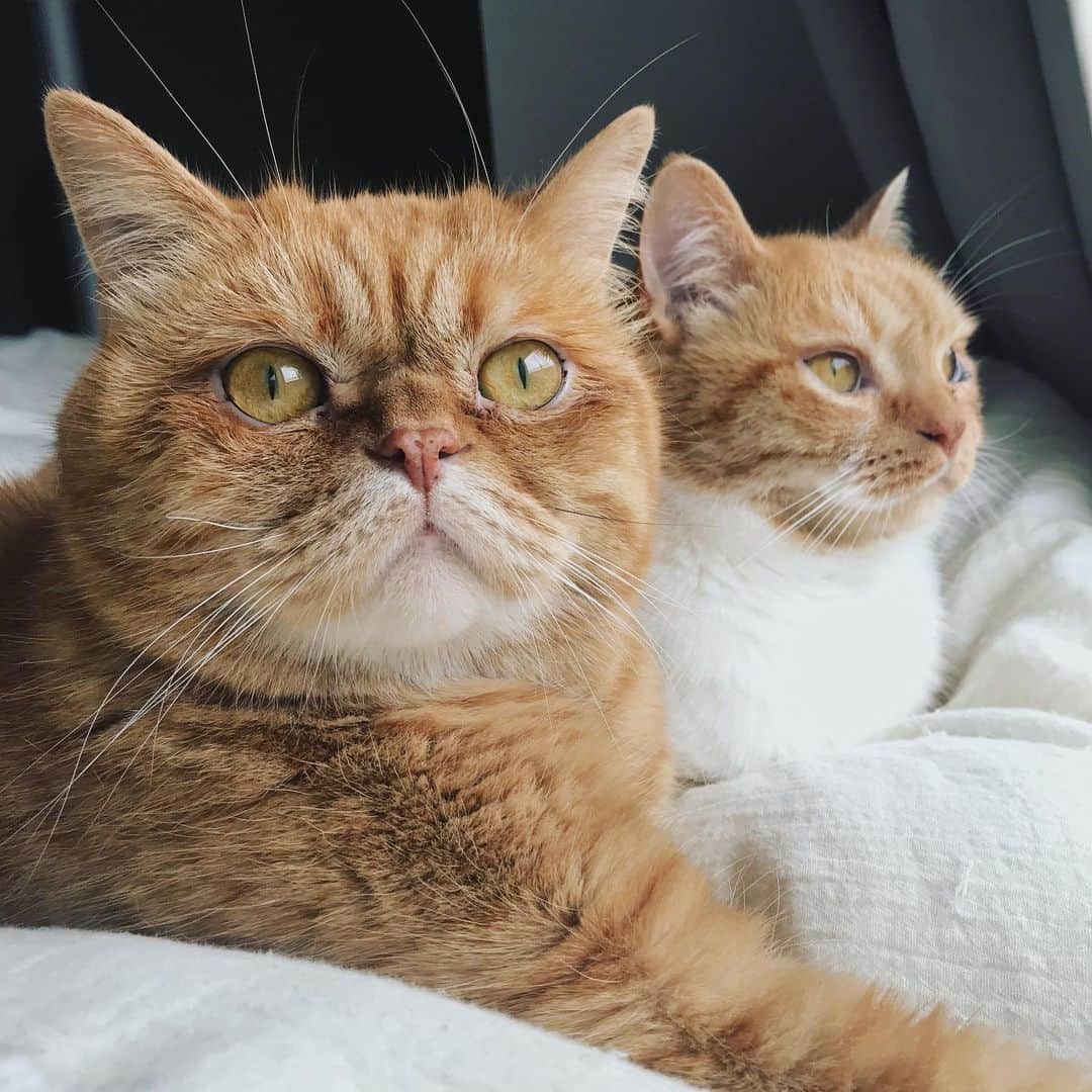 umeのインスタグラム：「セミを見て驚いてる顔。 ・ ・ ・ #まめたち #🐈」
