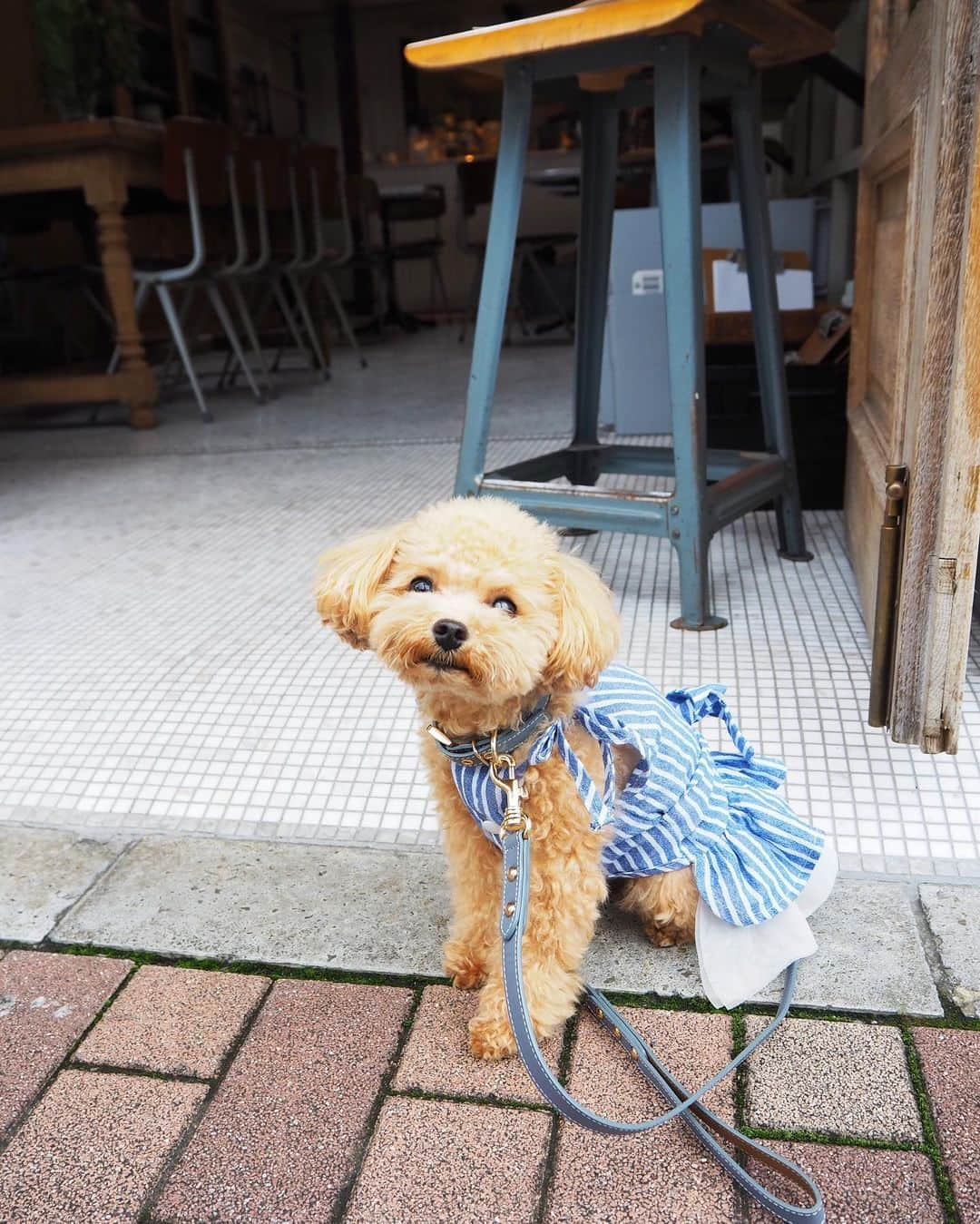 くるみたんさんのインスタグラム写真 - (くるみたんInstagram)「* 世田谷区に住んでますが 恵比寿広尾に遊びにきがち🥗 てゆうか @happy_hour2020 が好きっていうのはある * #おのぼりさん #ホントは住みたい #おしゃれサラダ #またその顔する * * @anko0829_pug とデート❤️ * * * #プードル #トイプードル #ティーカッププードル #犬 #ふわもこ部  #犬バカ部 #アプリコット #パピー #ペット #poodle #toypoodle #pecoいぬ部 #teacuppoodle #dog #dogstagram #instadog #puppy #tokyo #olympuspen #くるみたん」7月27日 8時53分 - kurumitaan